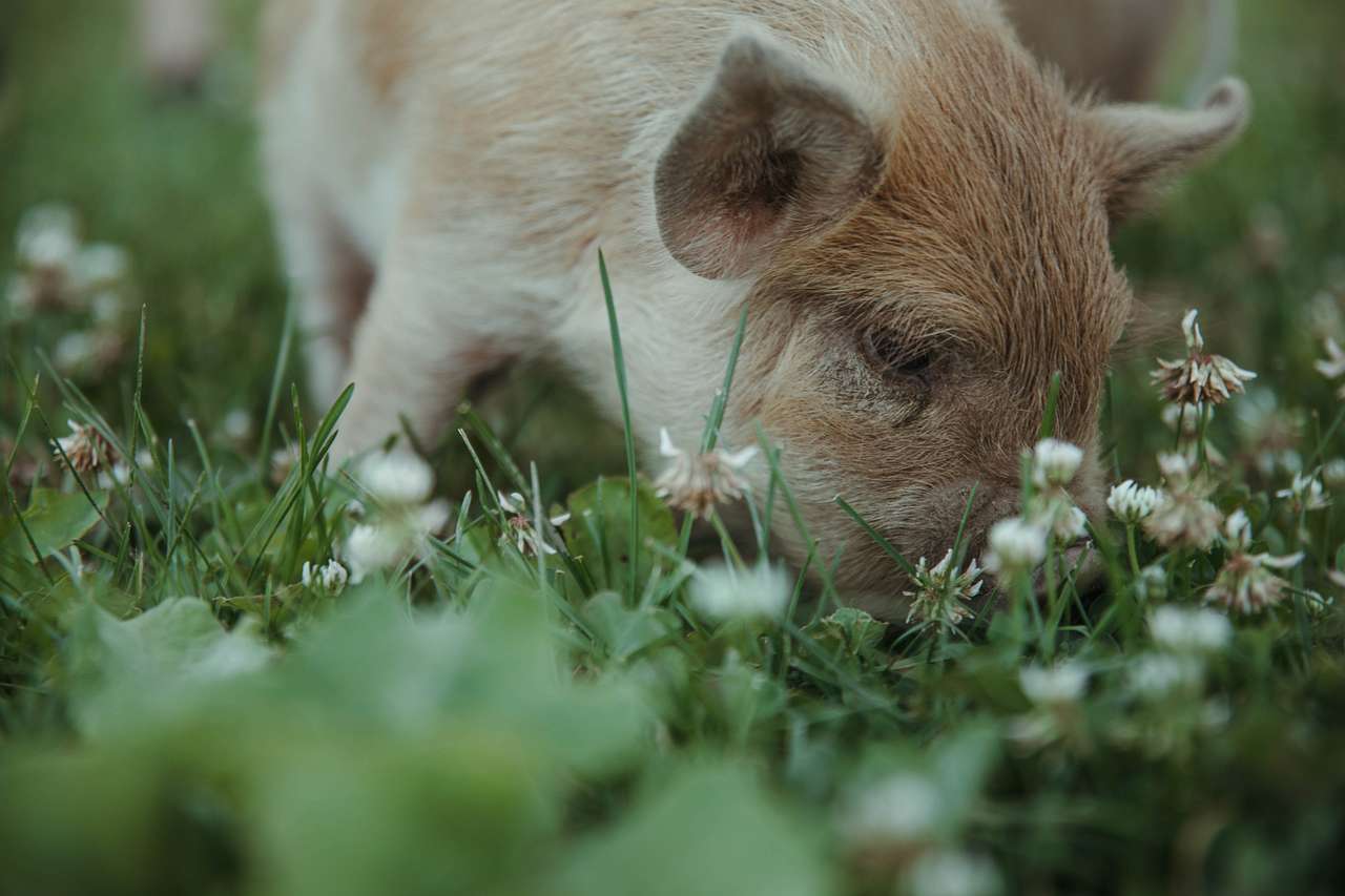 Had to limit the amount of cute pig pictures I posted...but look at this guy, irresistible...