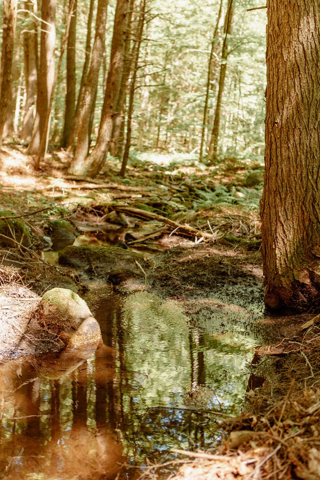 the stream 