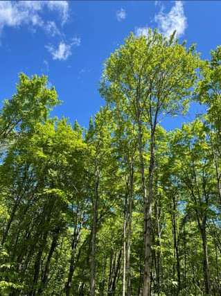 The Hemlock Hideaway