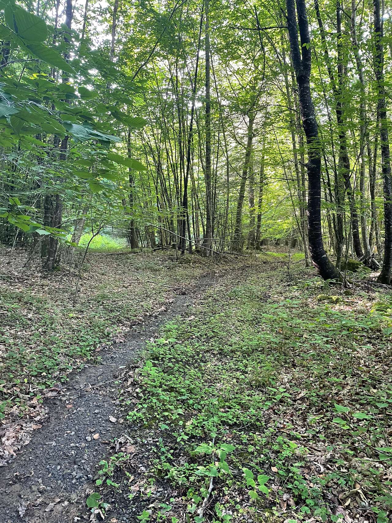 Whitetop Camp / Easy Level Access!