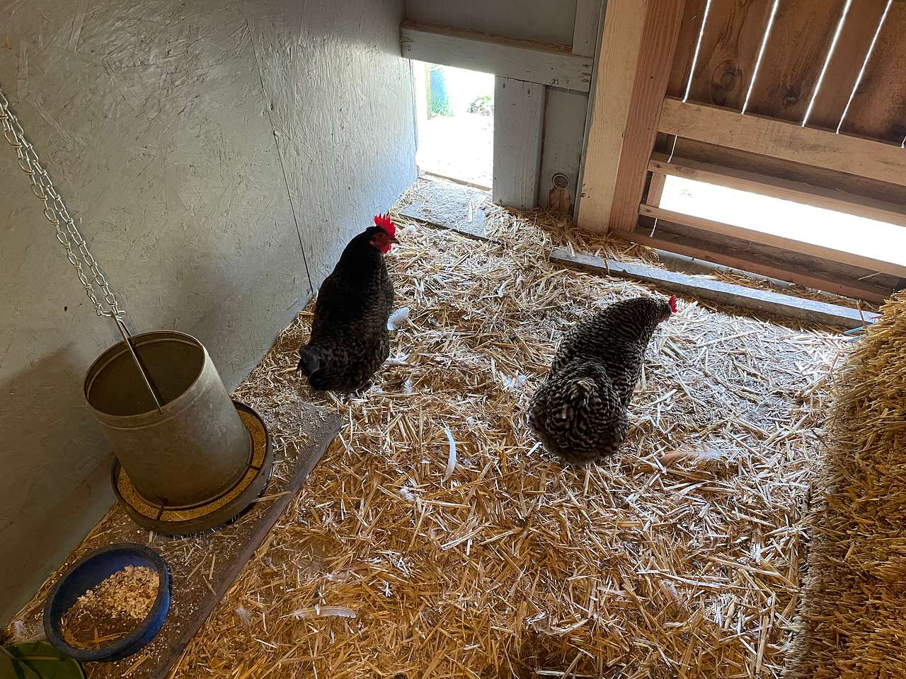 They can get in and out all day and most days when we are home and there aren't hawks about we let them free range in the yard. Be careful when driving up the hill. We're got animals and kids running around everywhere.