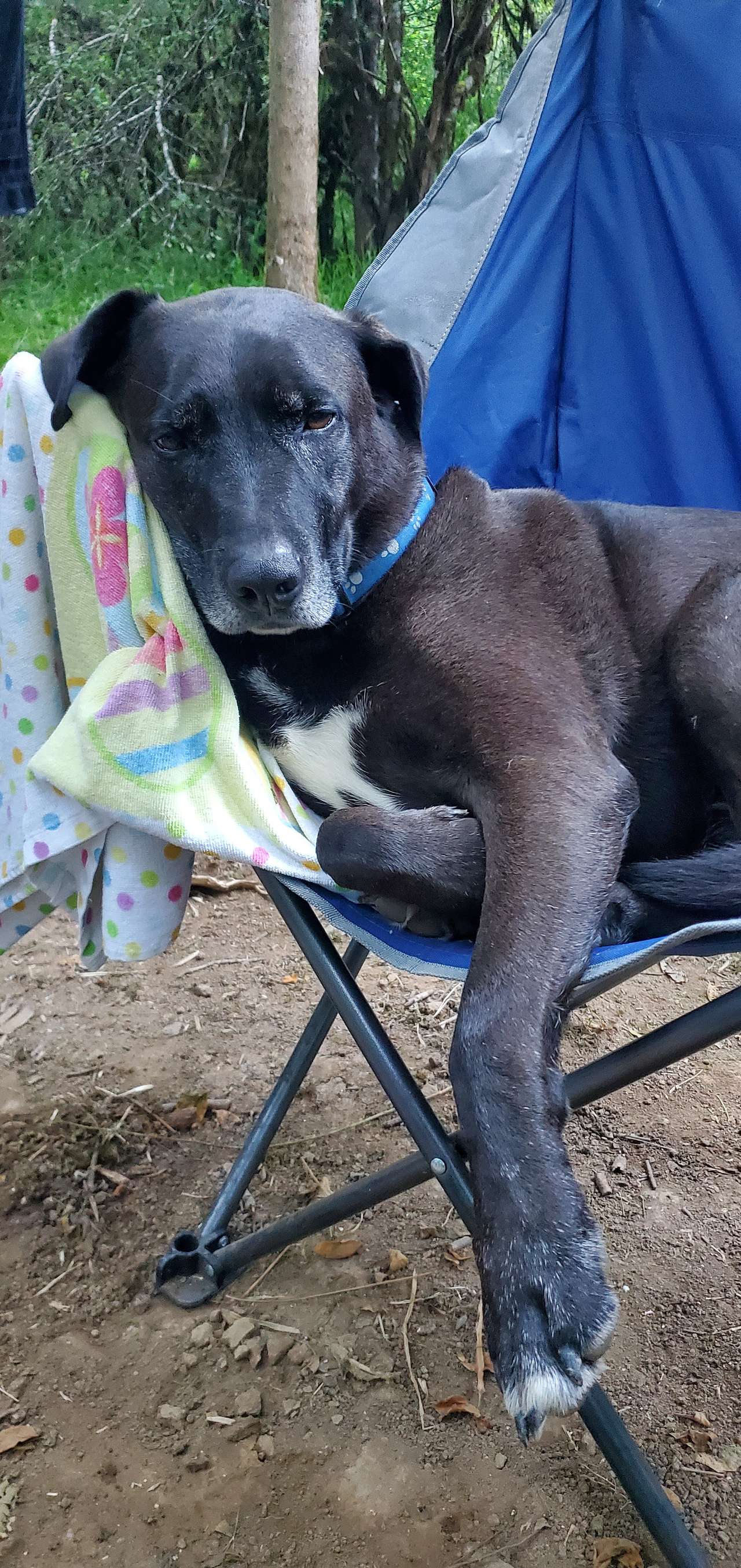 Doggo was exhausted after the weekend 