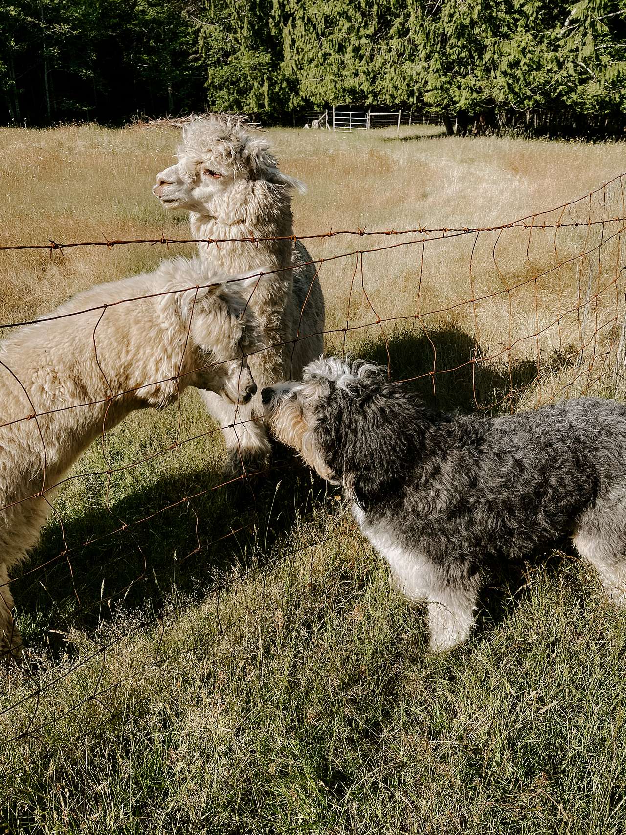 Alpaca Haven