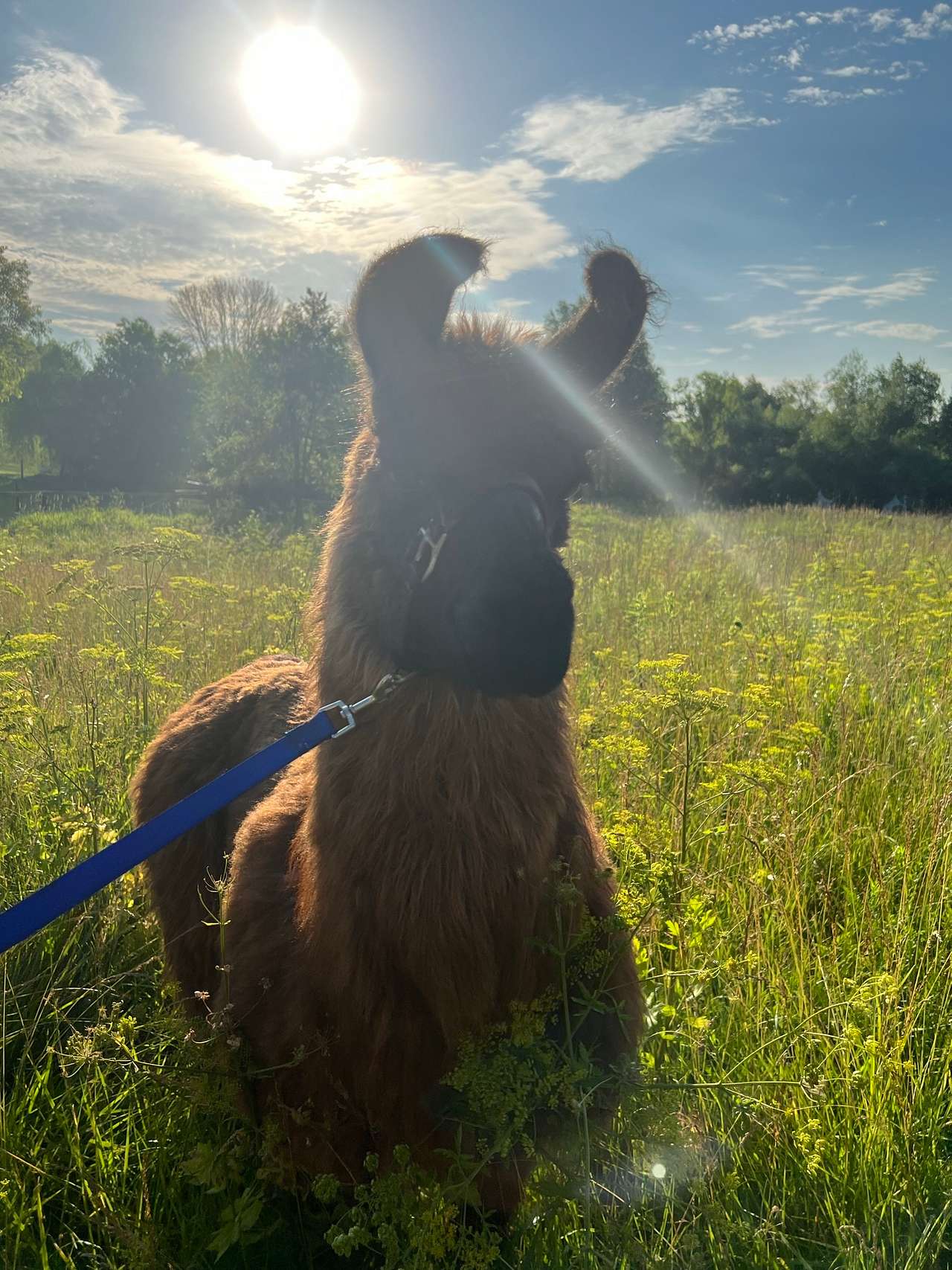 Windy Goat Acres