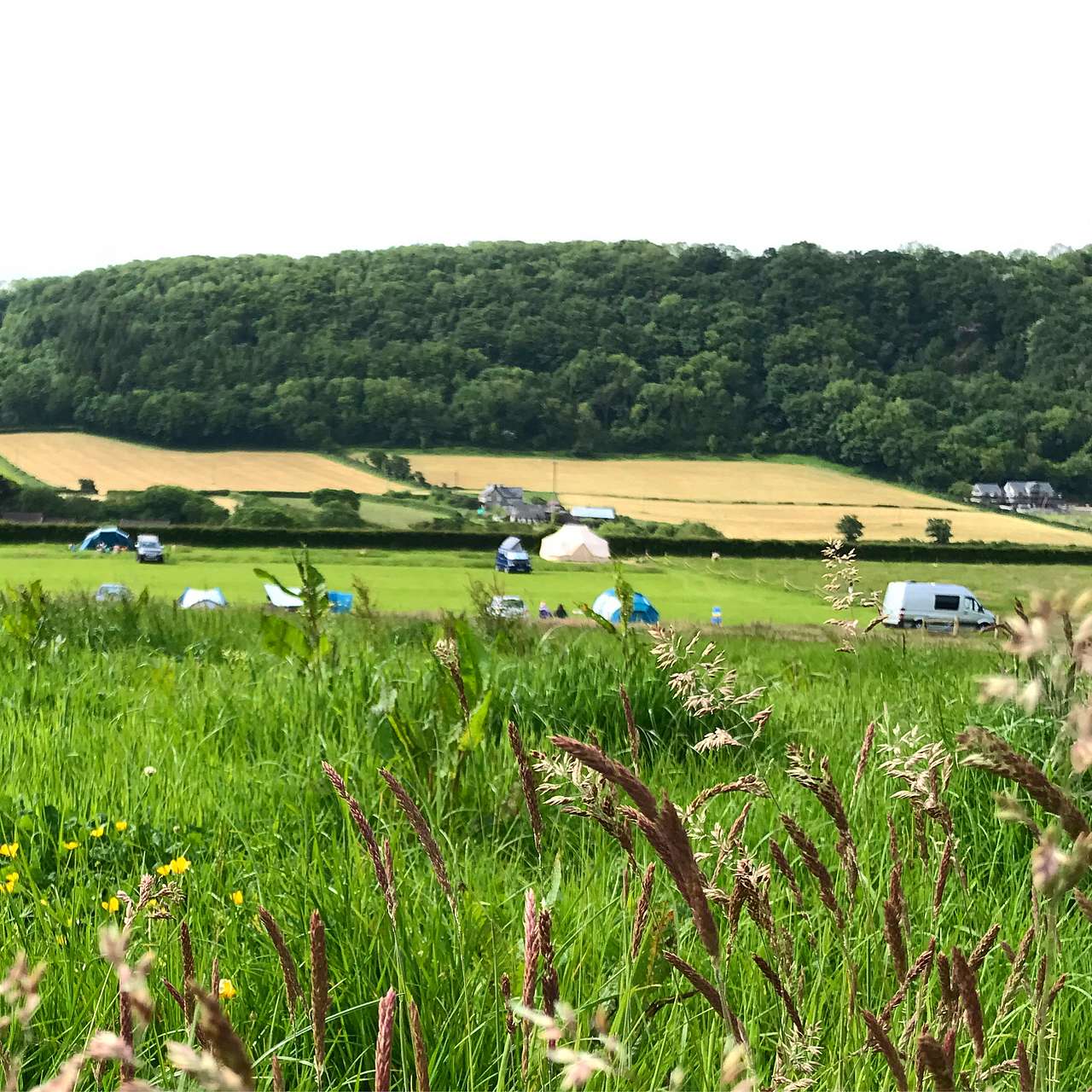 Meadow Camping 