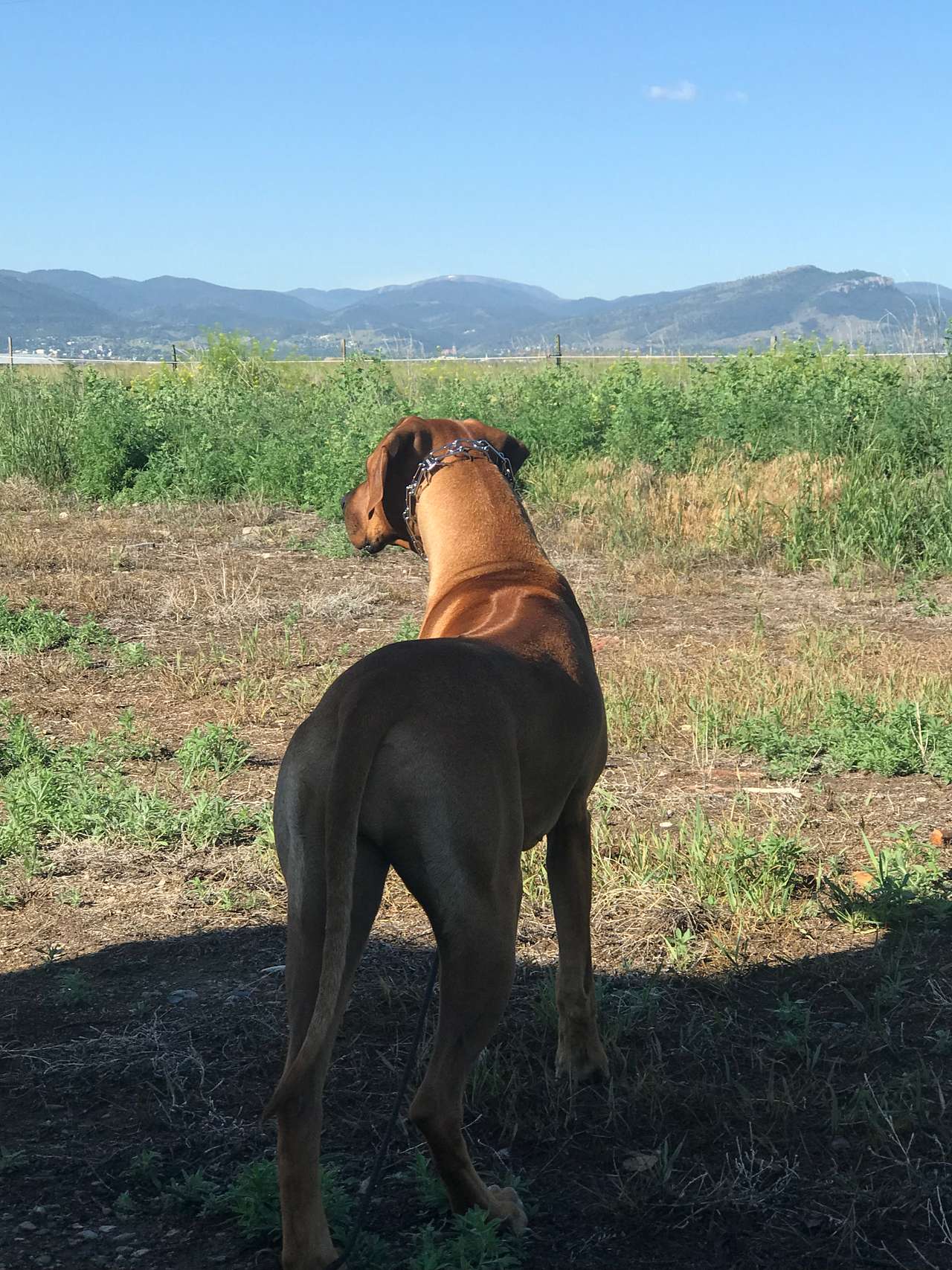Farm Land Escape 
