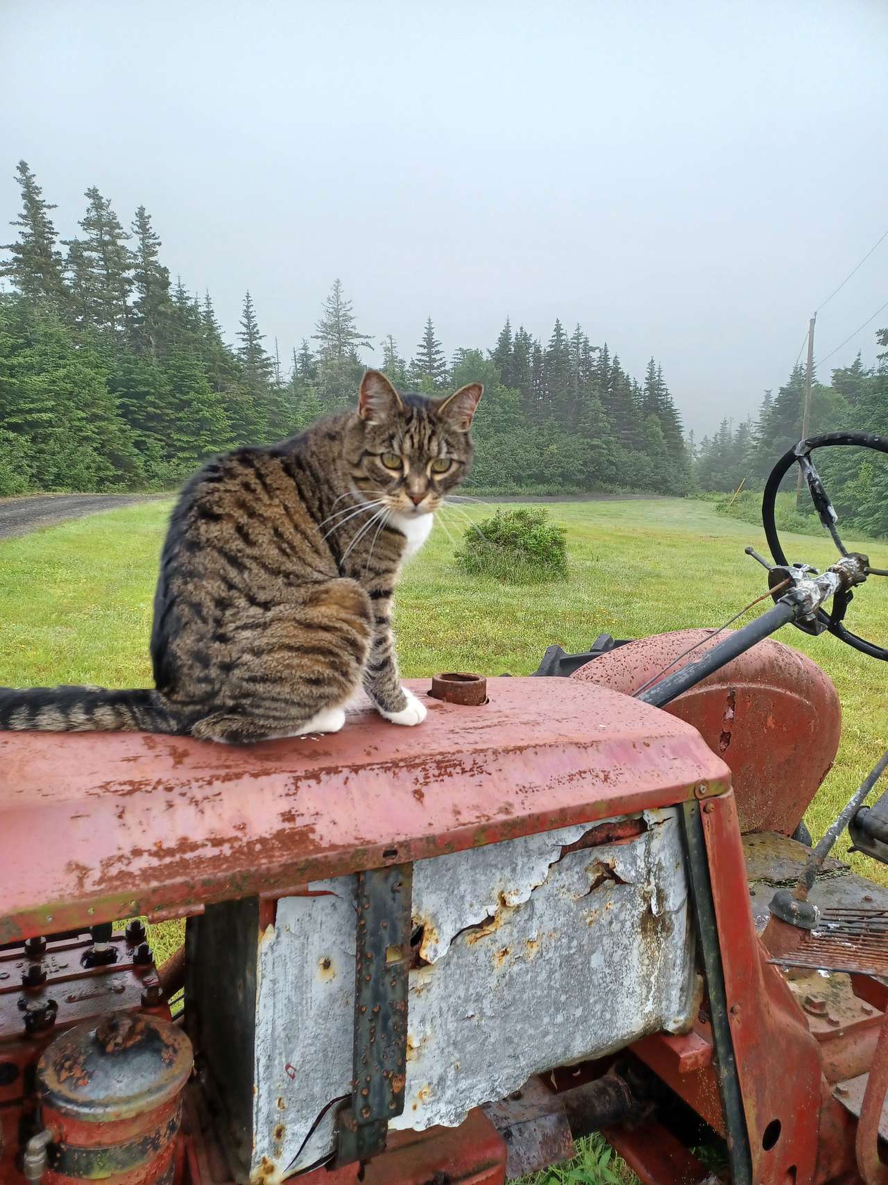 friendly cat