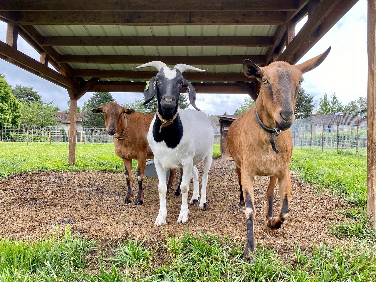 Your Farm in the City