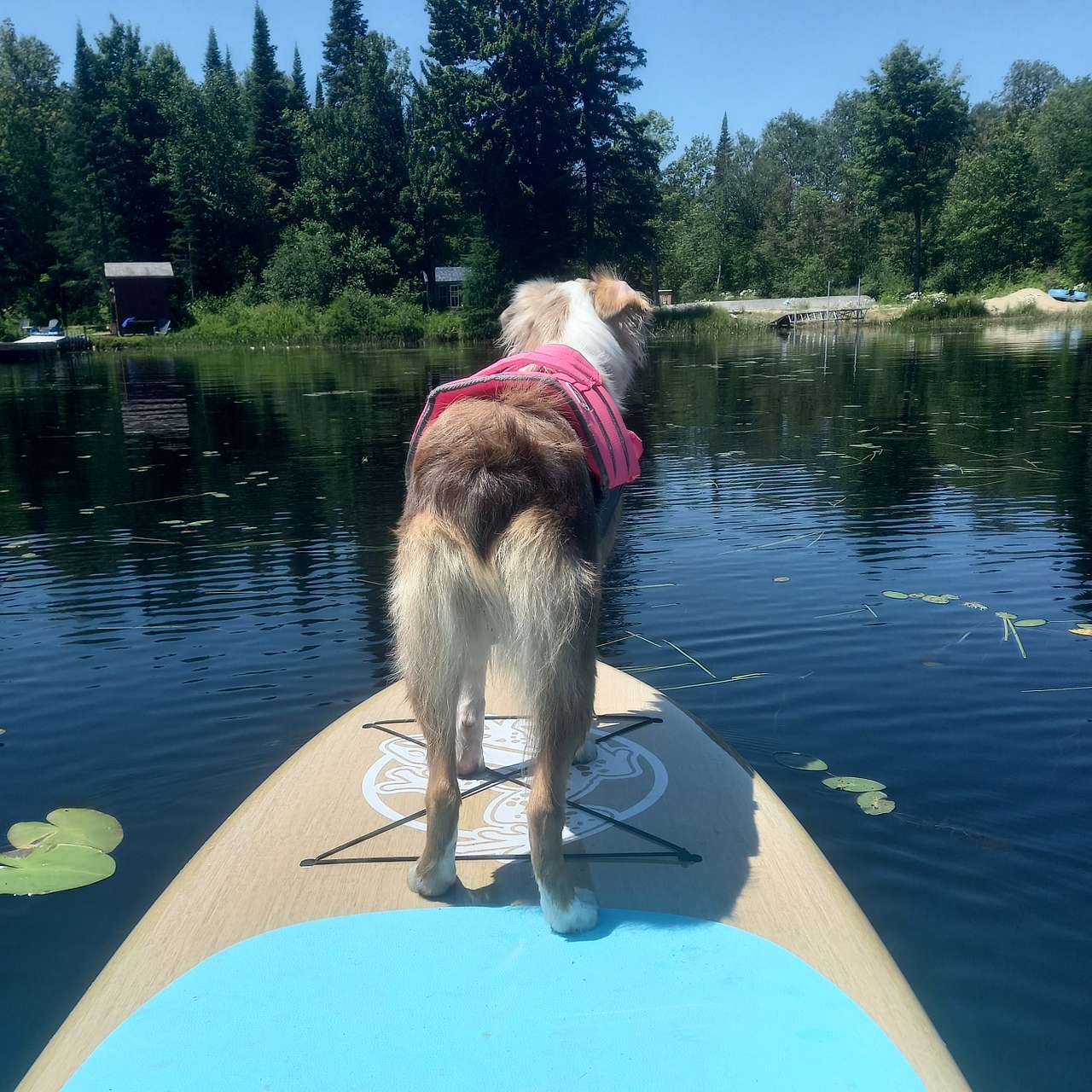 Moose and Musky