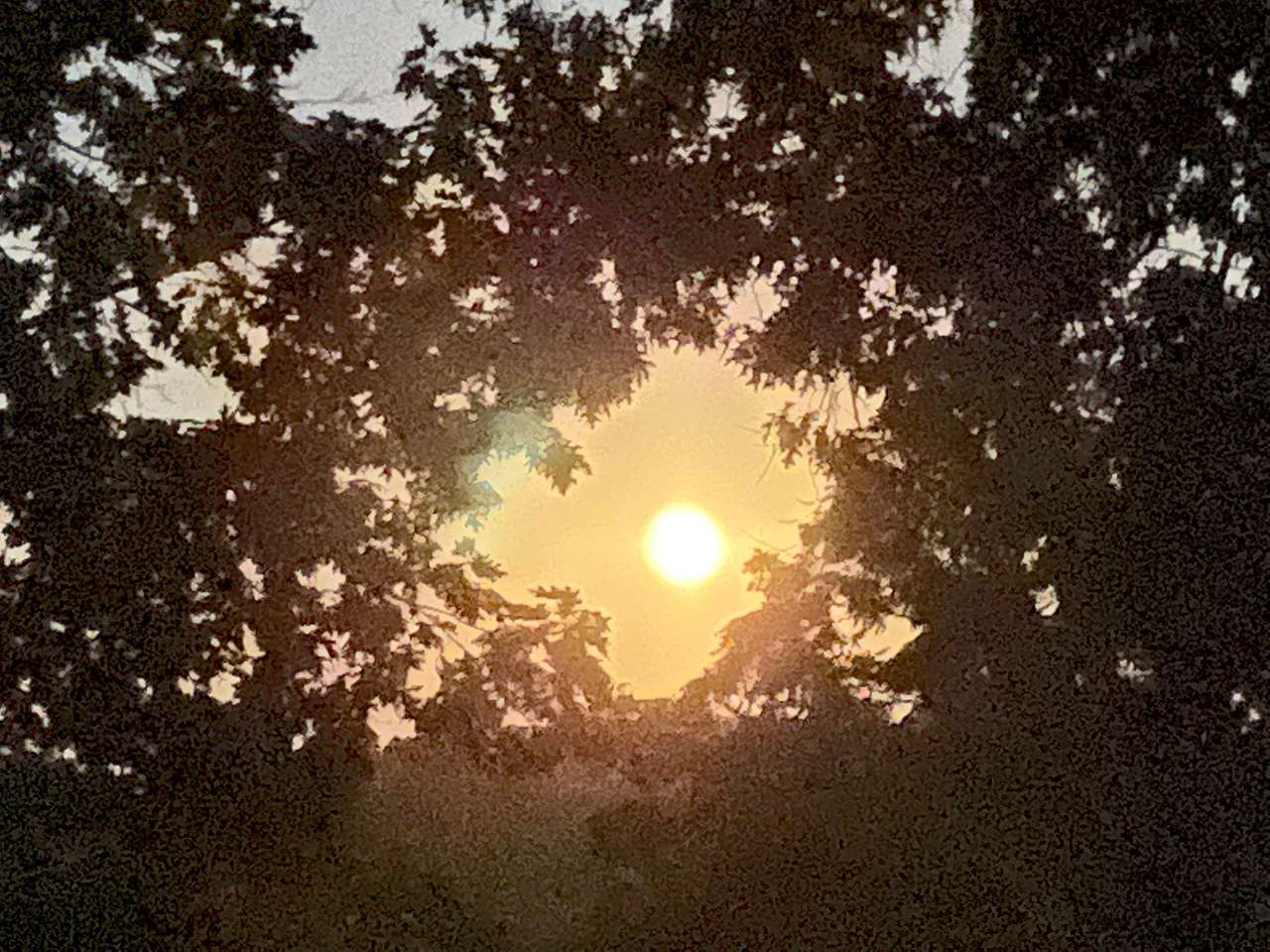 Staring at the moonlight