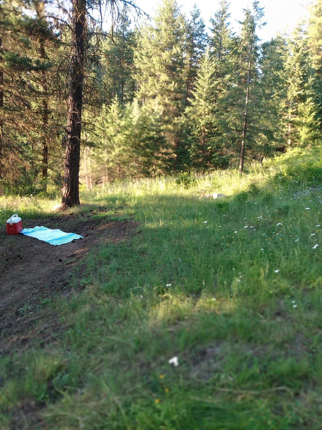 Tent pad at Timber Site