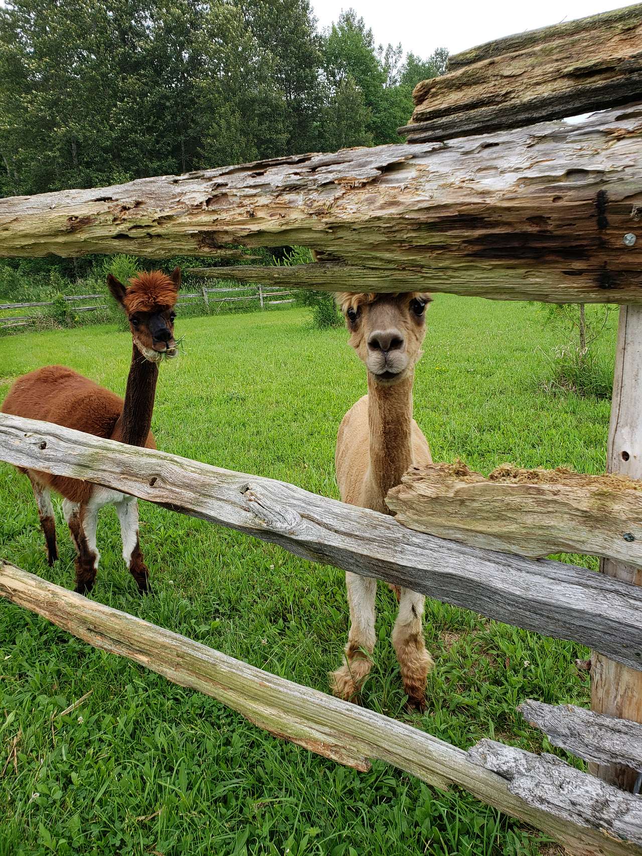 The Bohemian Farm