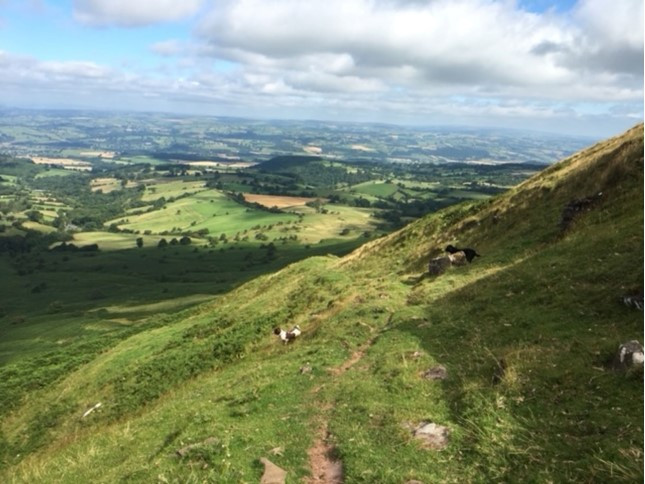 Pentwyn Dingle and Lodge Field Camp