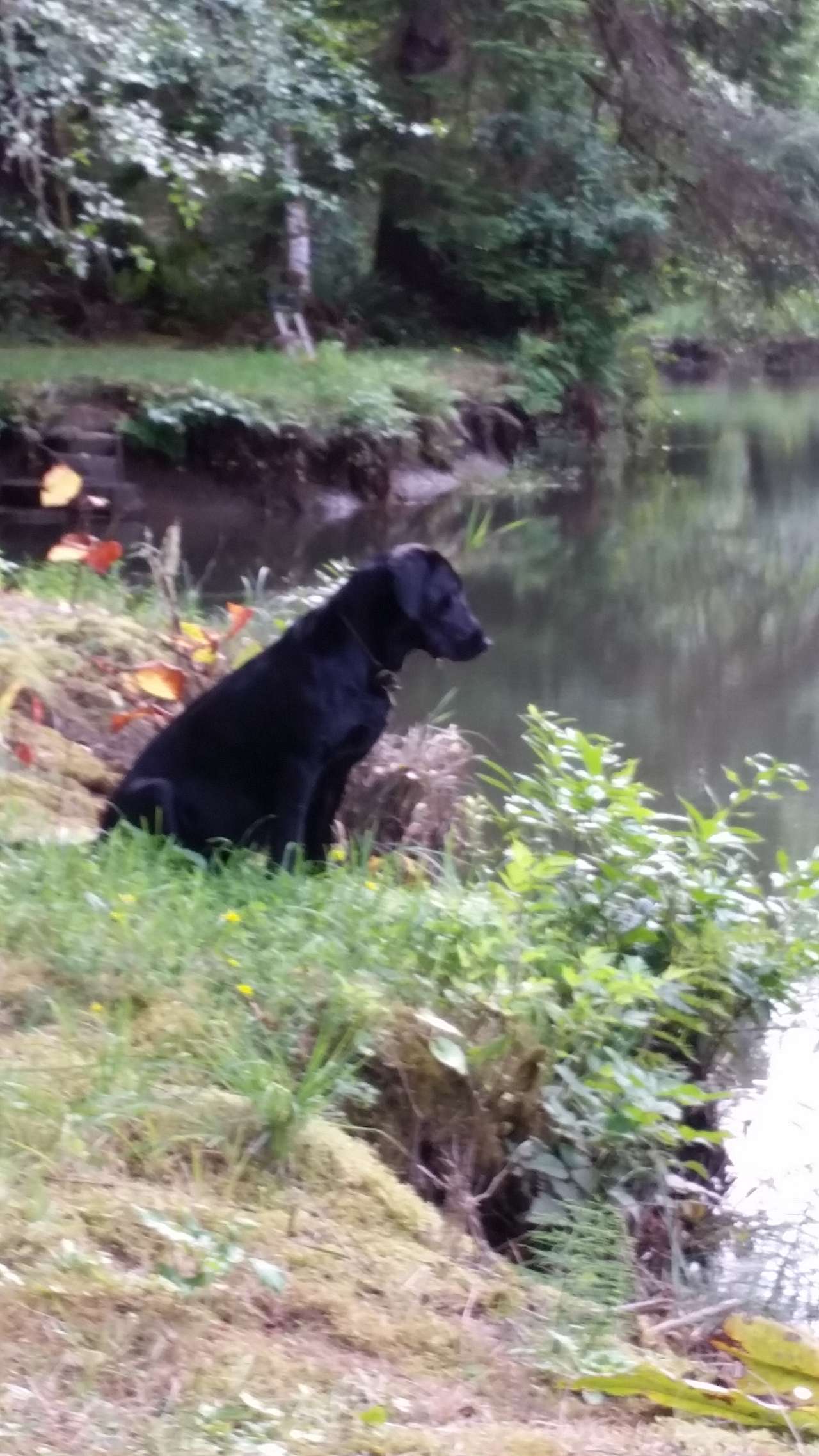 Dog walking