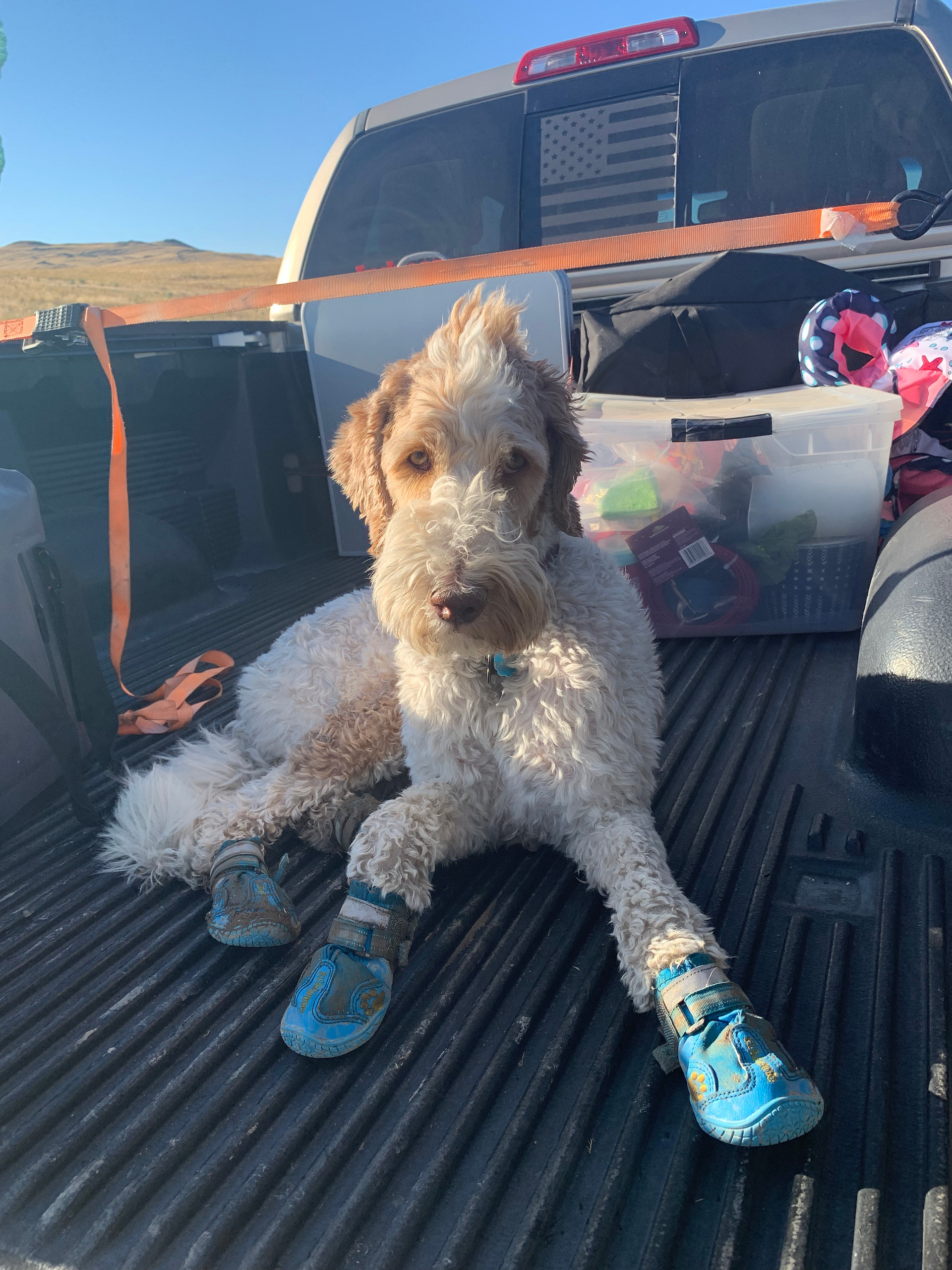 Bring boots for the dogs, the desert ground is not always friendly. 