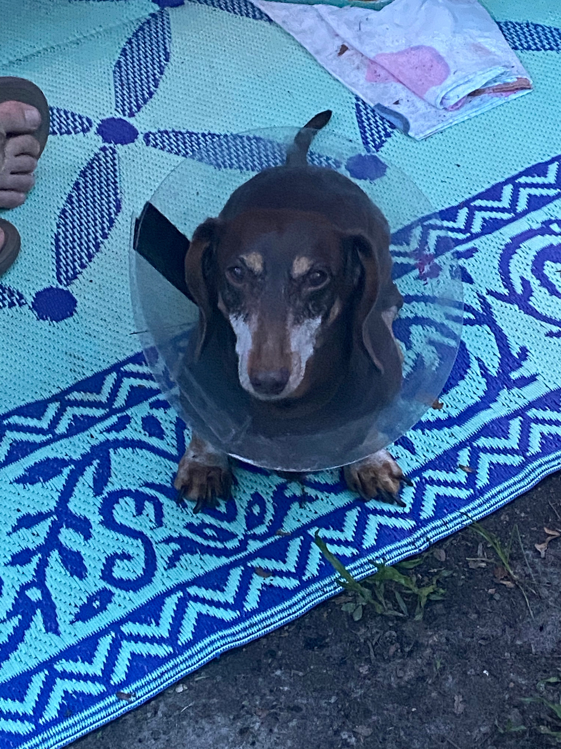 Dog friendly 