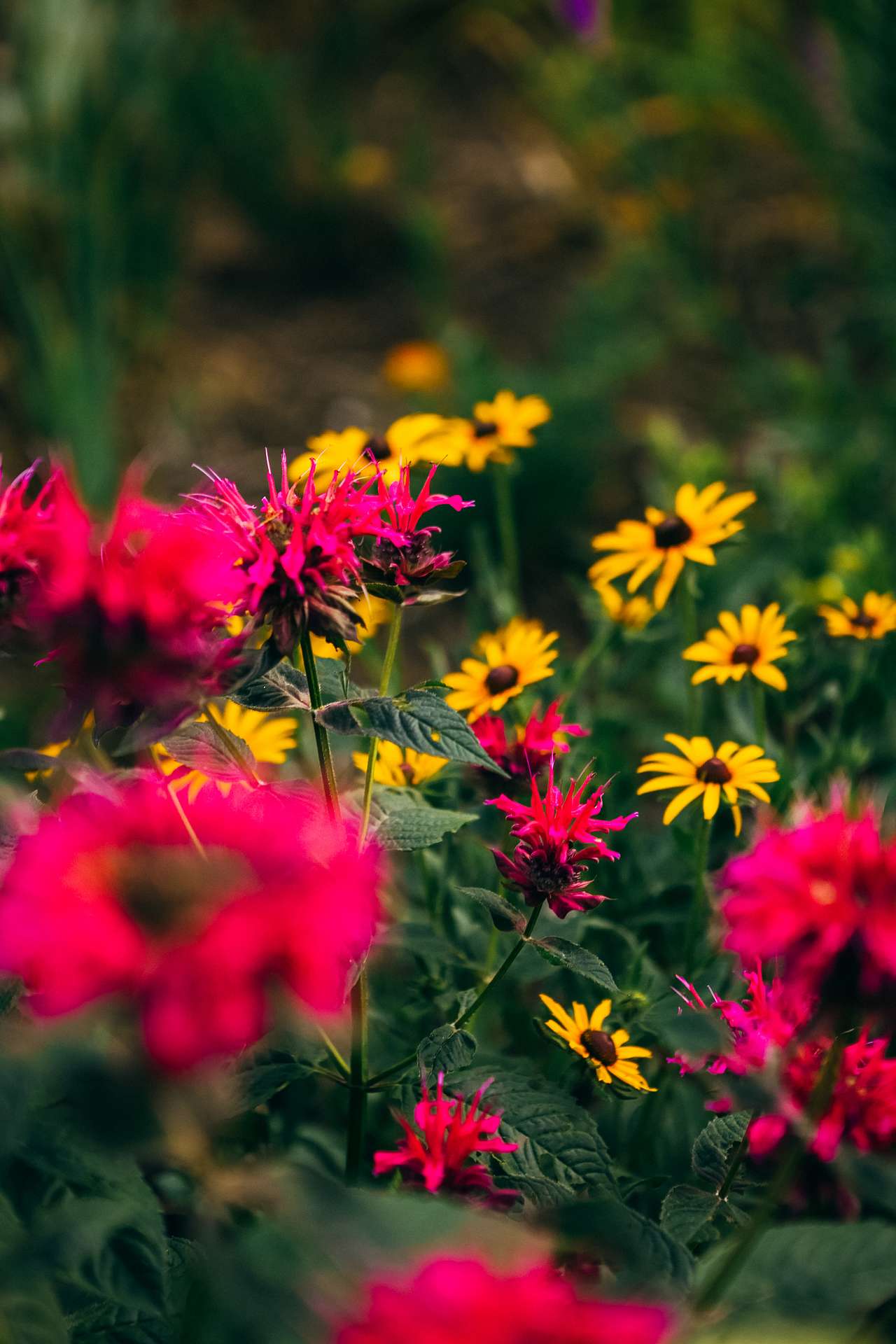 some beautiful flowers 