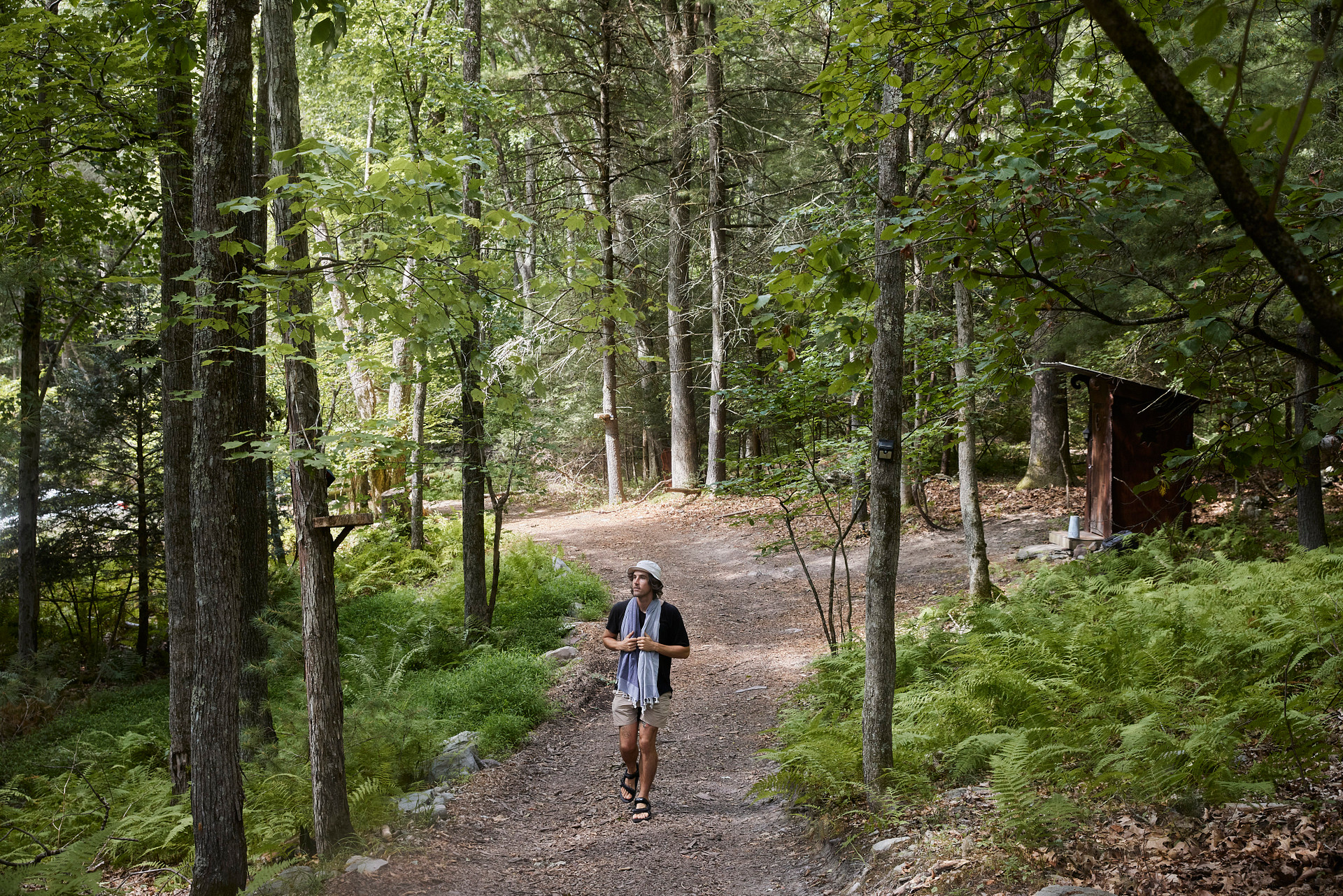 A stroll through the woods