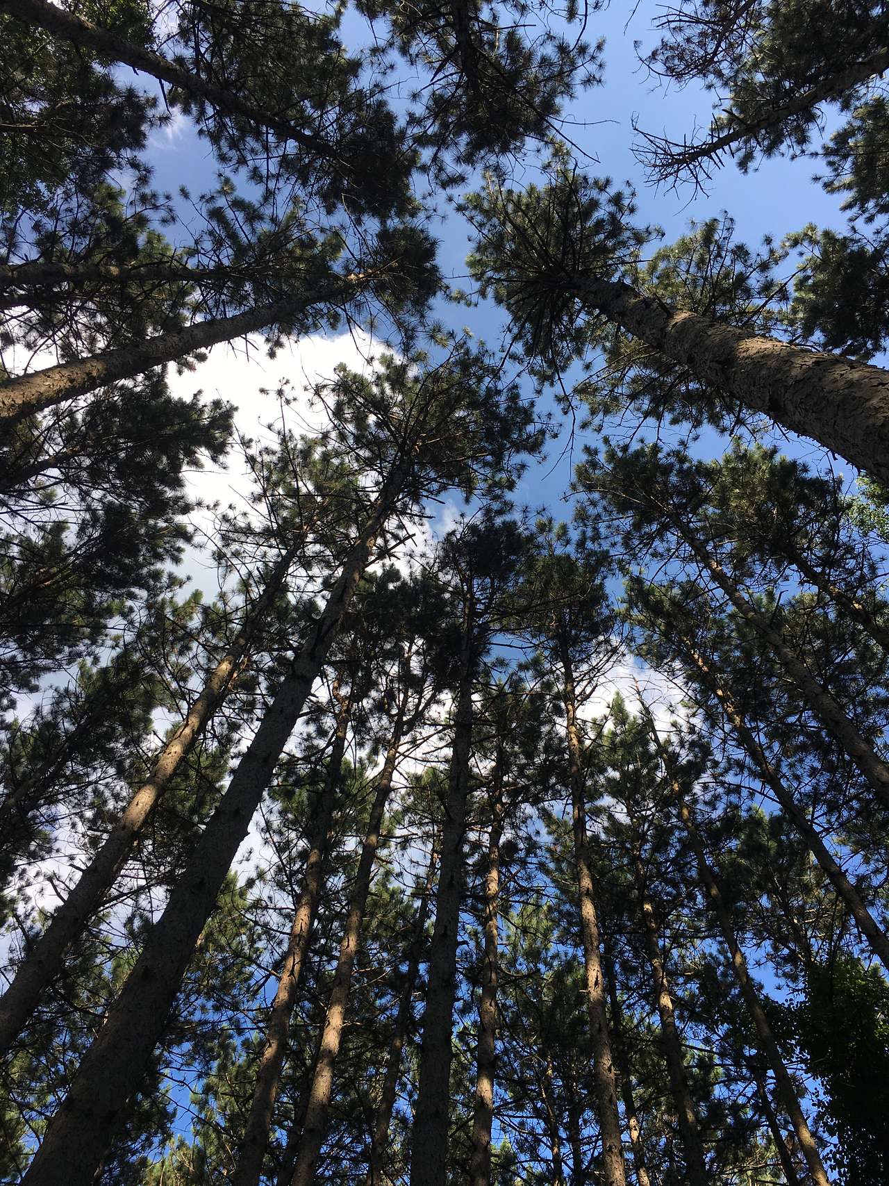 Mulligan's Valley in the Woods