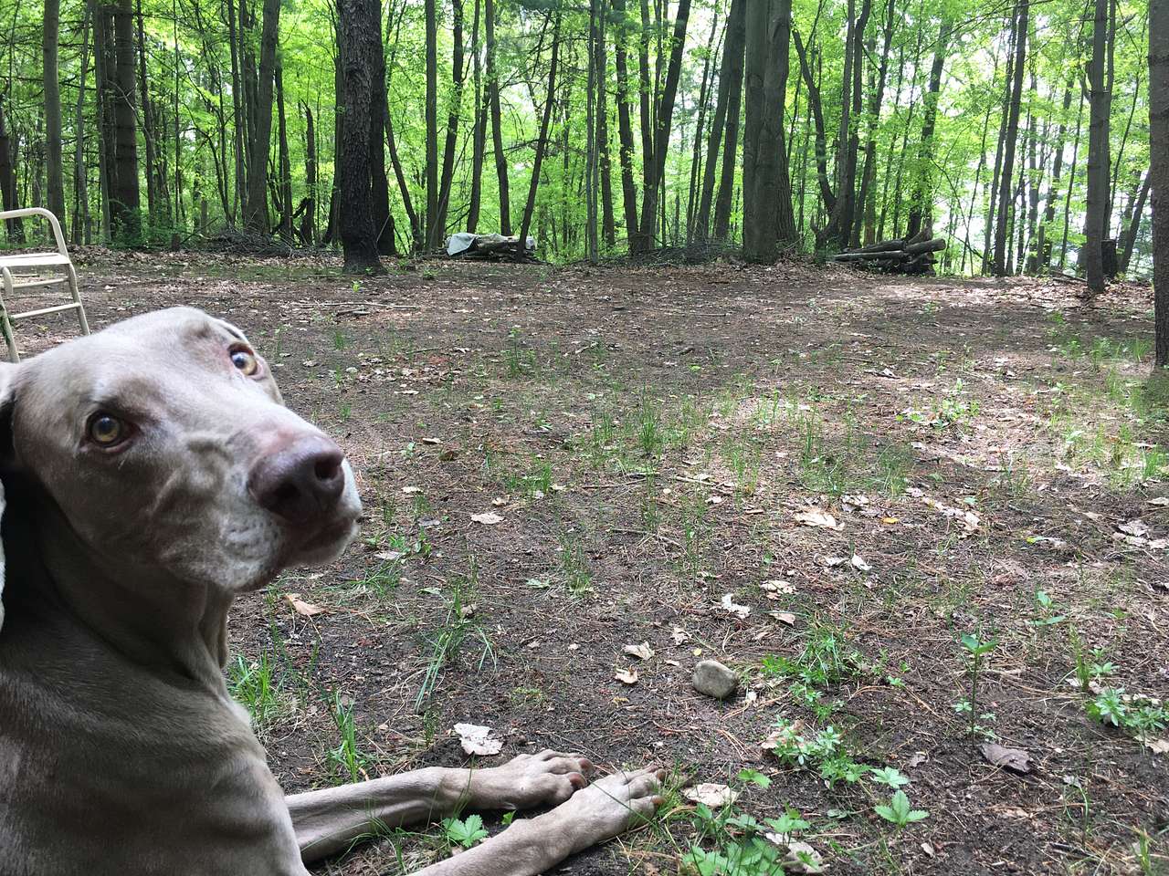 Mulligan's Valley in the Woods
