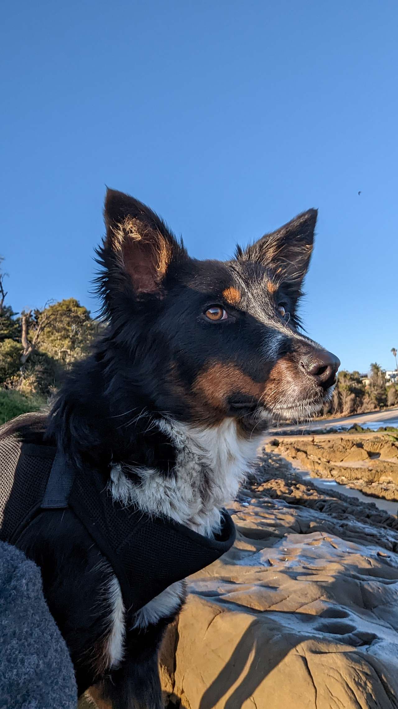 Coco the camp kelpie/border collie rescue dog.