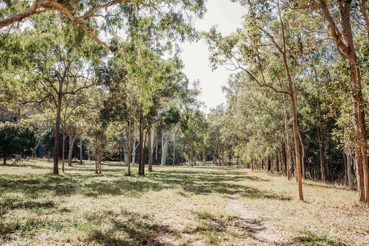 Ups n Downs, Bushland with Lagoon