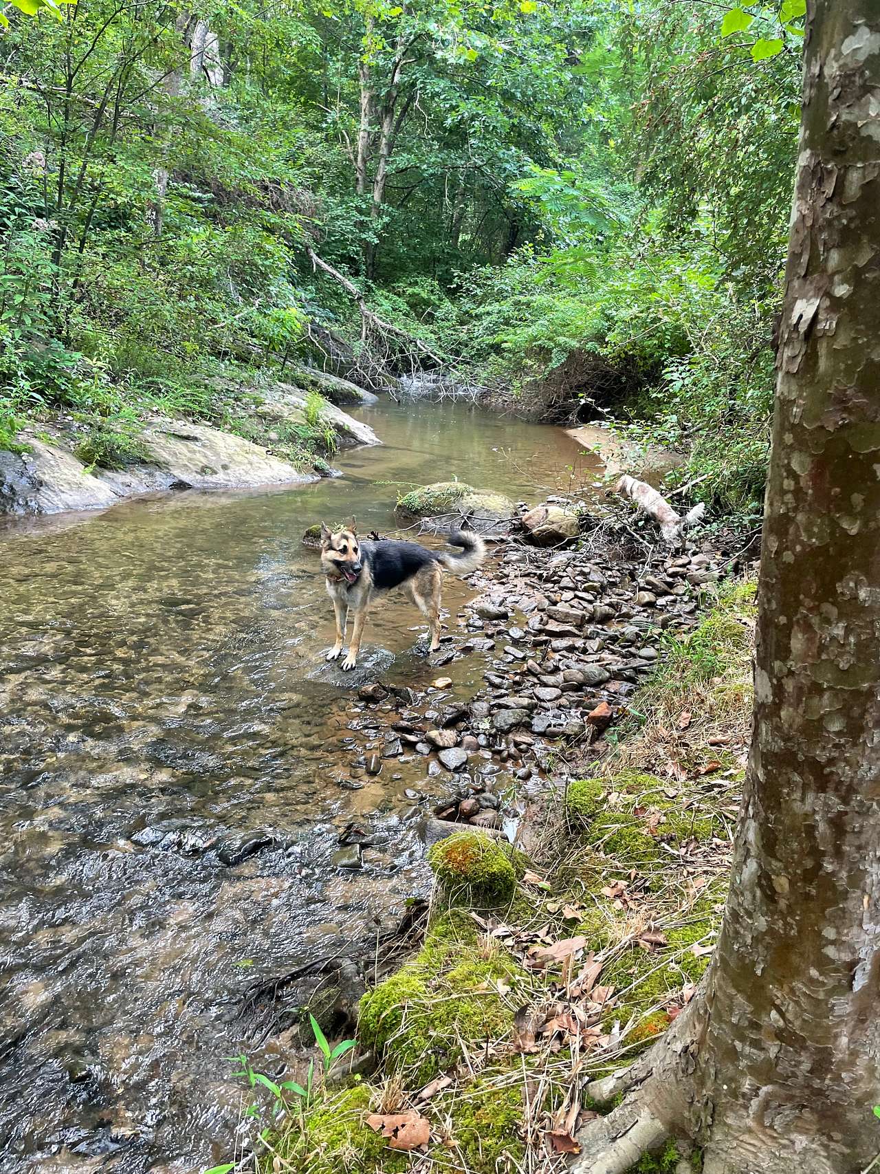 Davis Creek