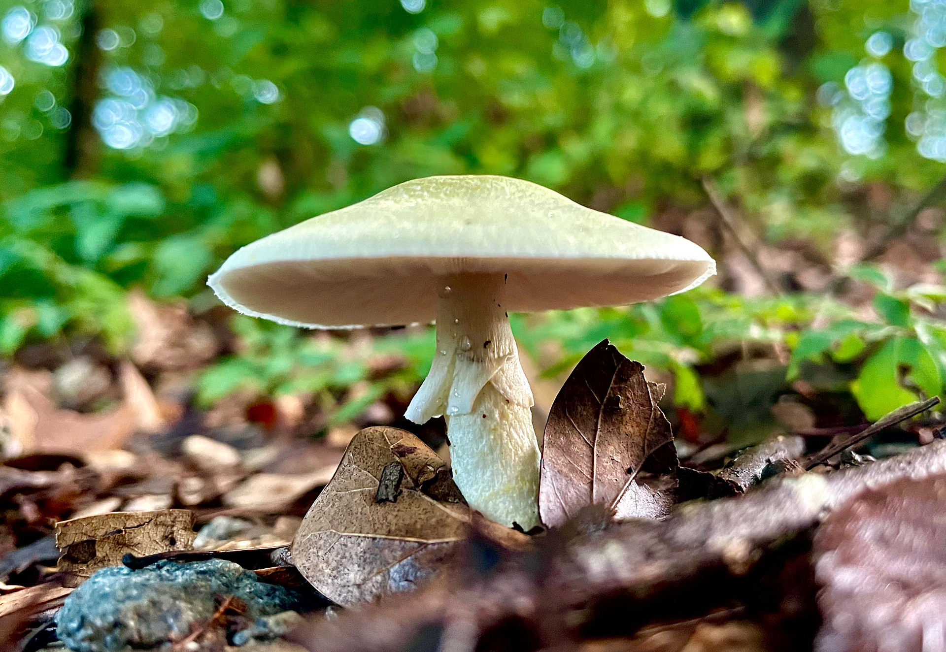 Random nature 