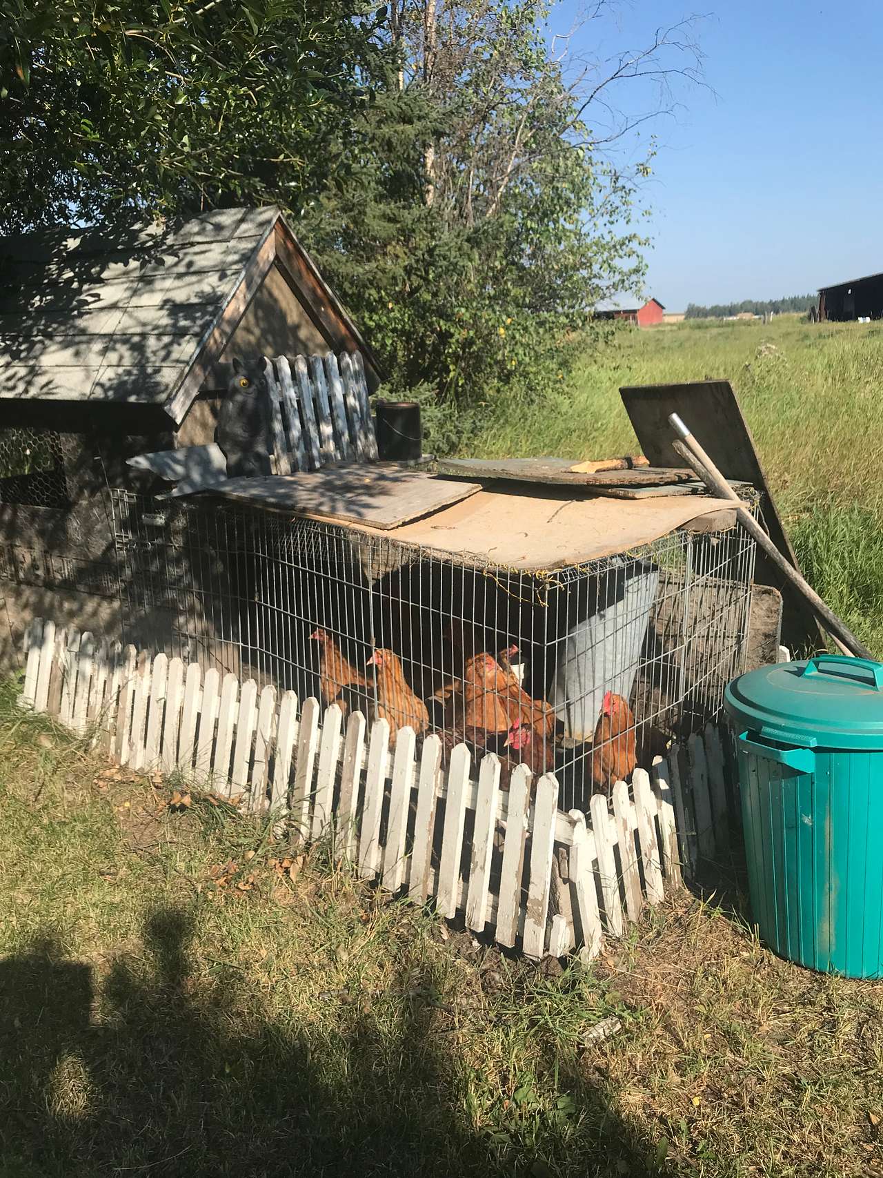 Bluebirds  Landings homestead
