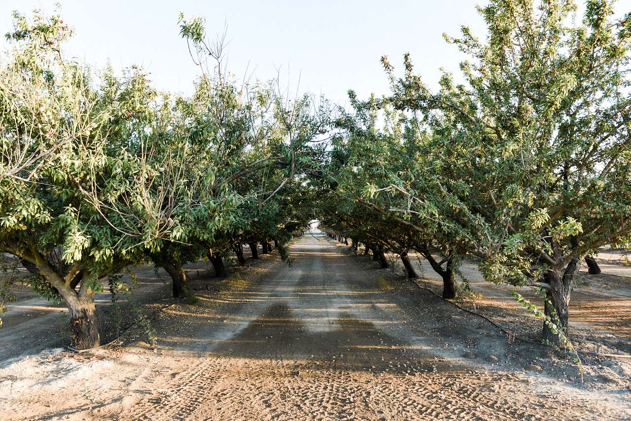 Almond orchard