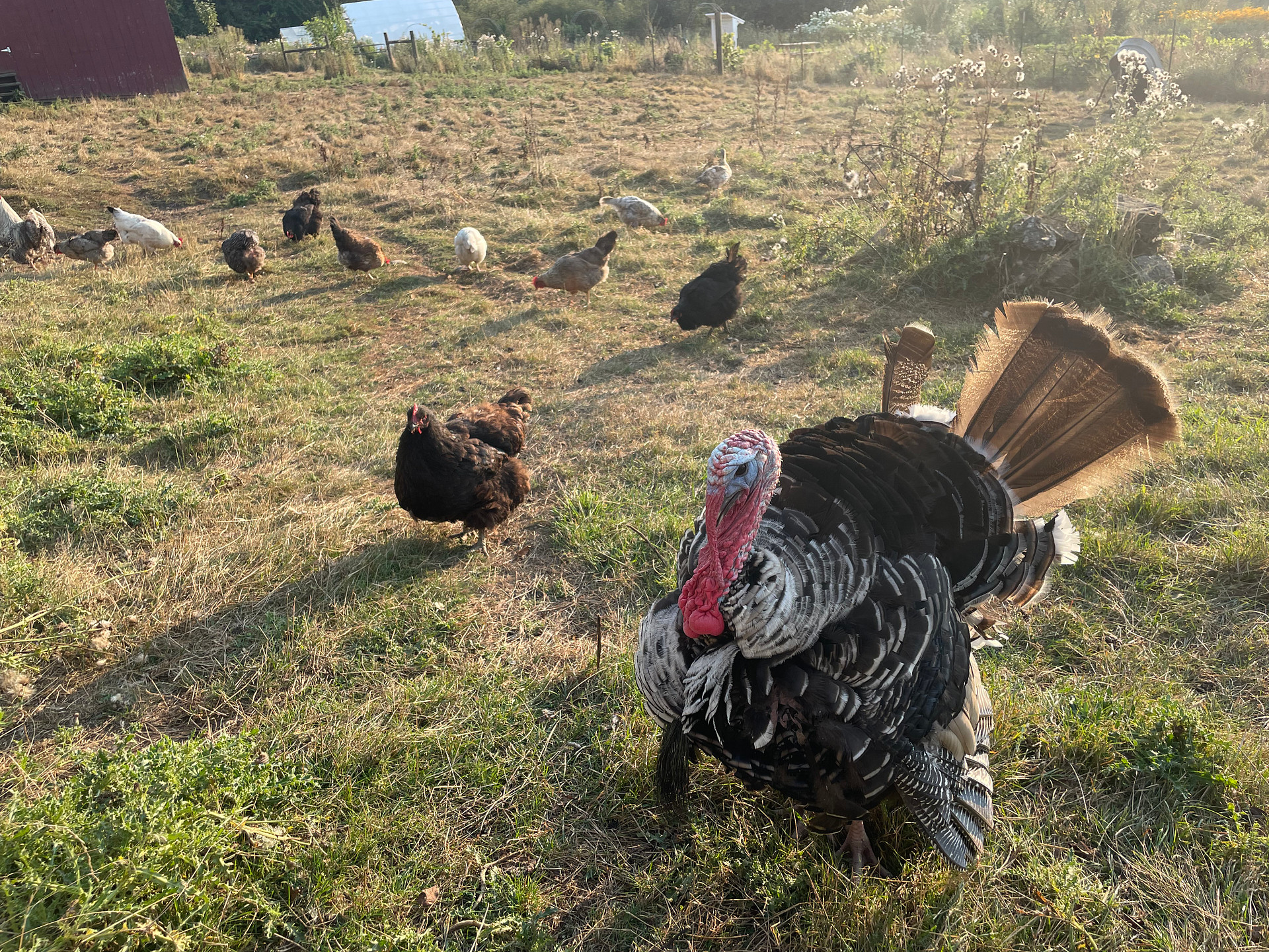 Tuff the turkey!
