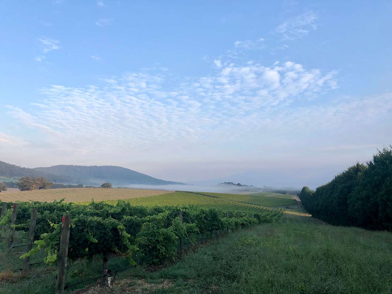 Summerhill Vineyard