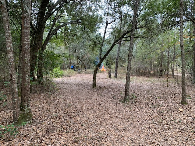 Too Many Oaks Plantation