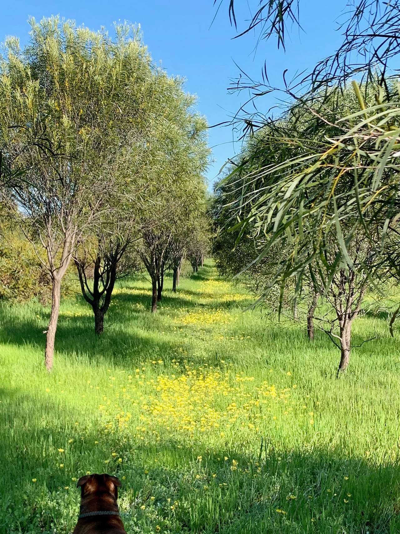 BrookHempTon Tree Farm