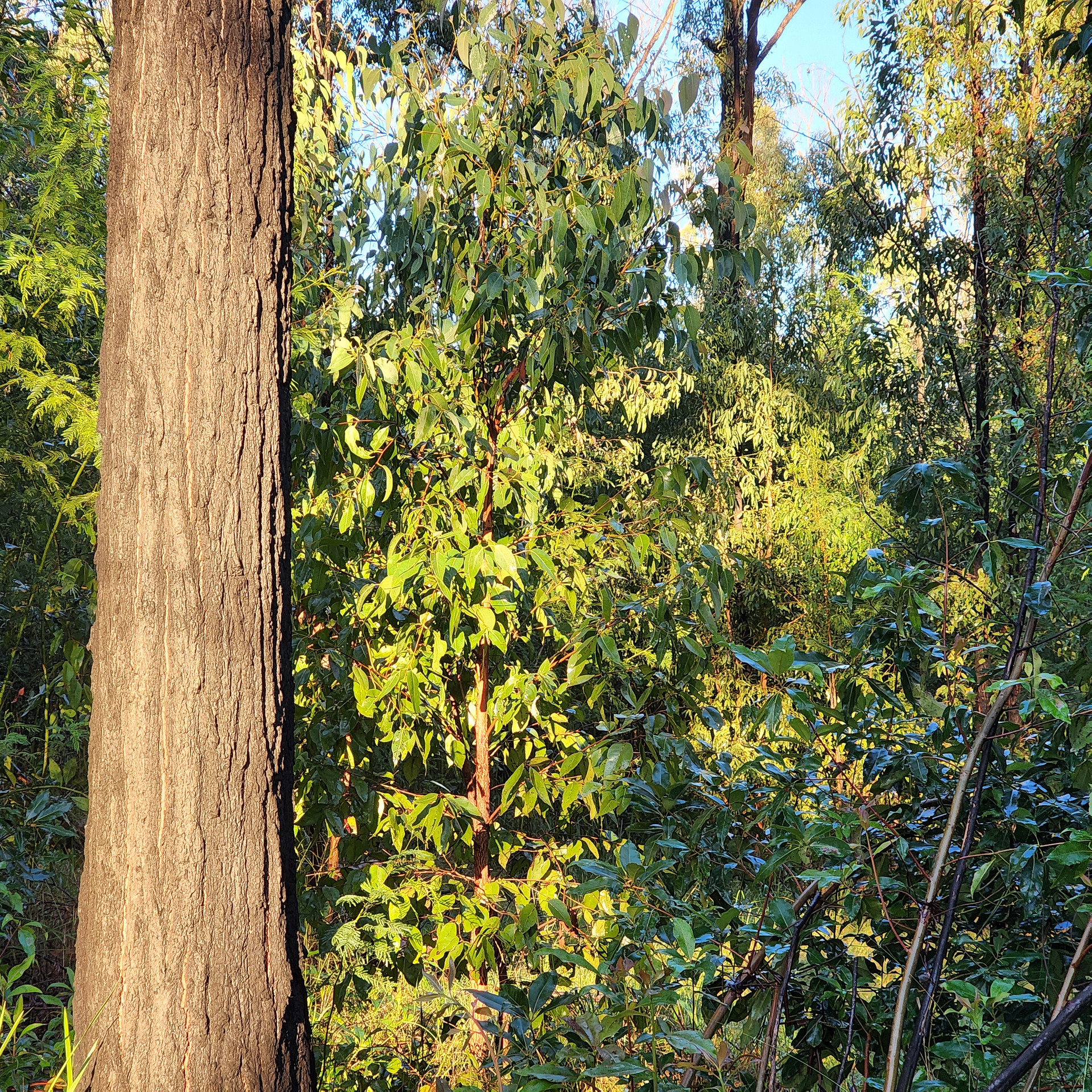Bandicoot Bend