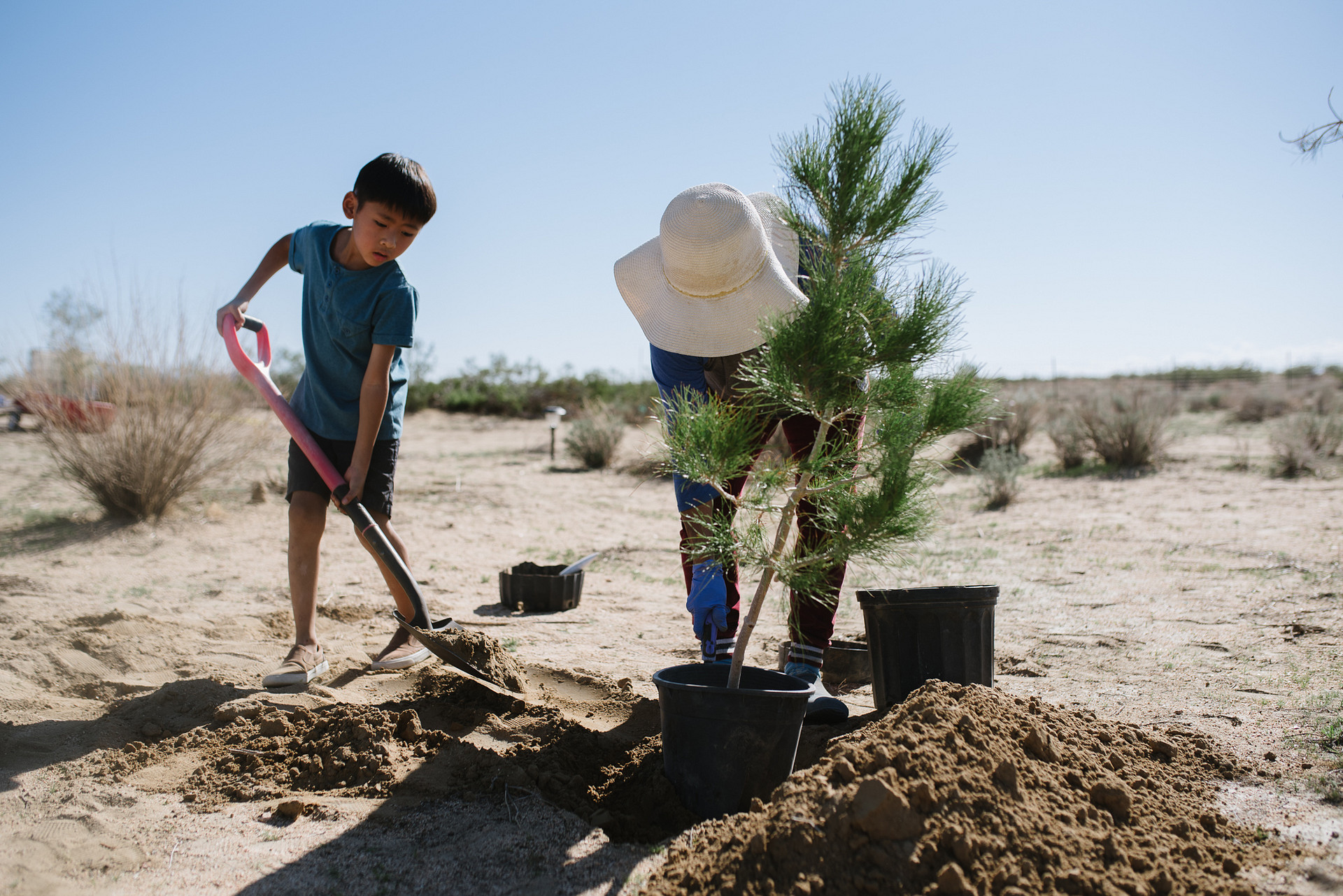 planting a tree together