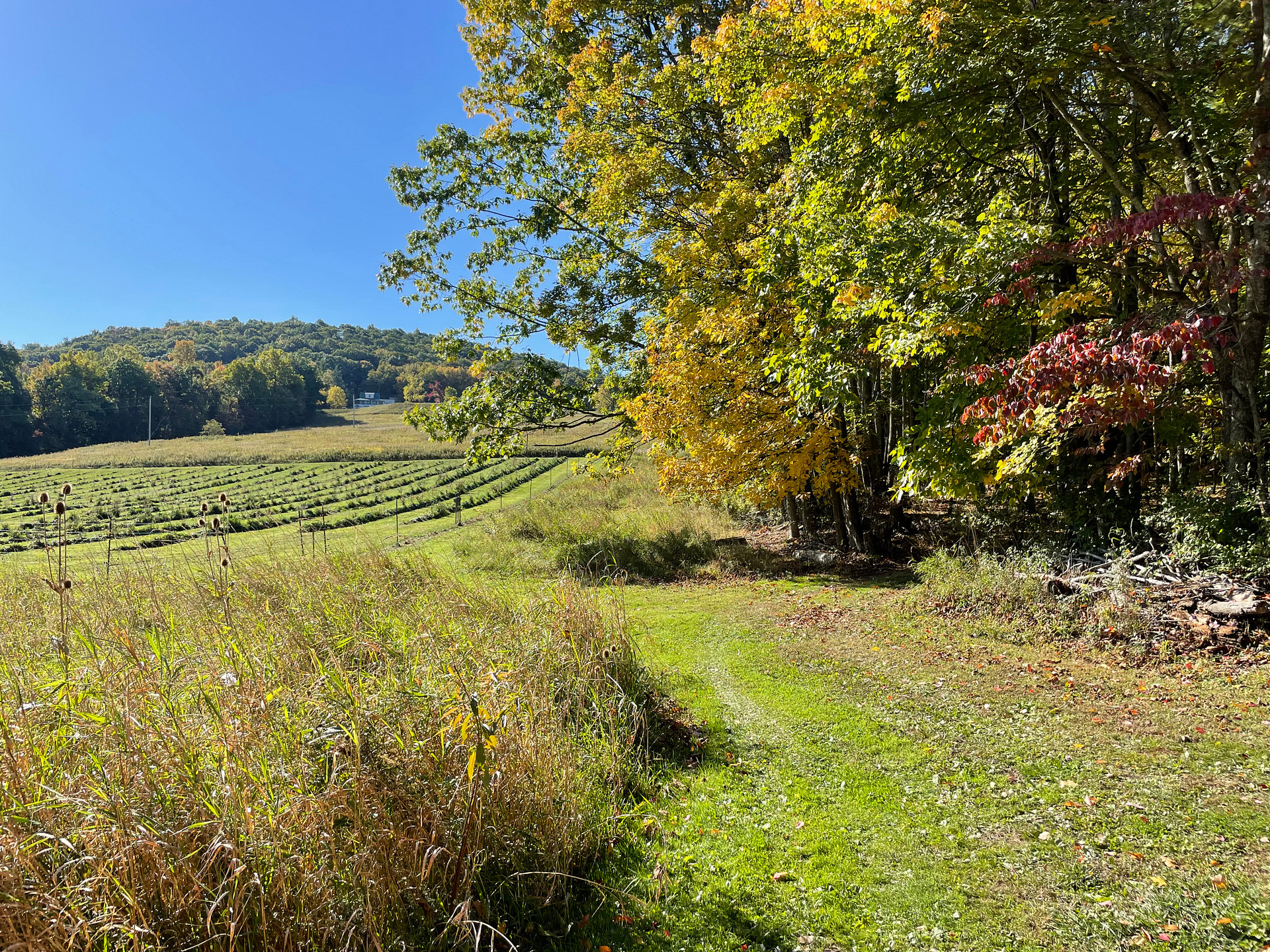 CampsiteDiscGolf @ HighHorizonsFarm