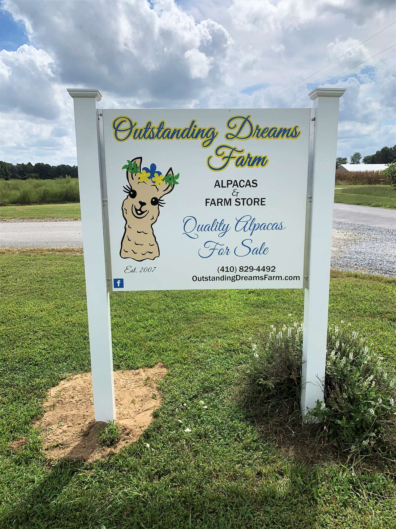 Outstanding Dreams Alpaca Farm