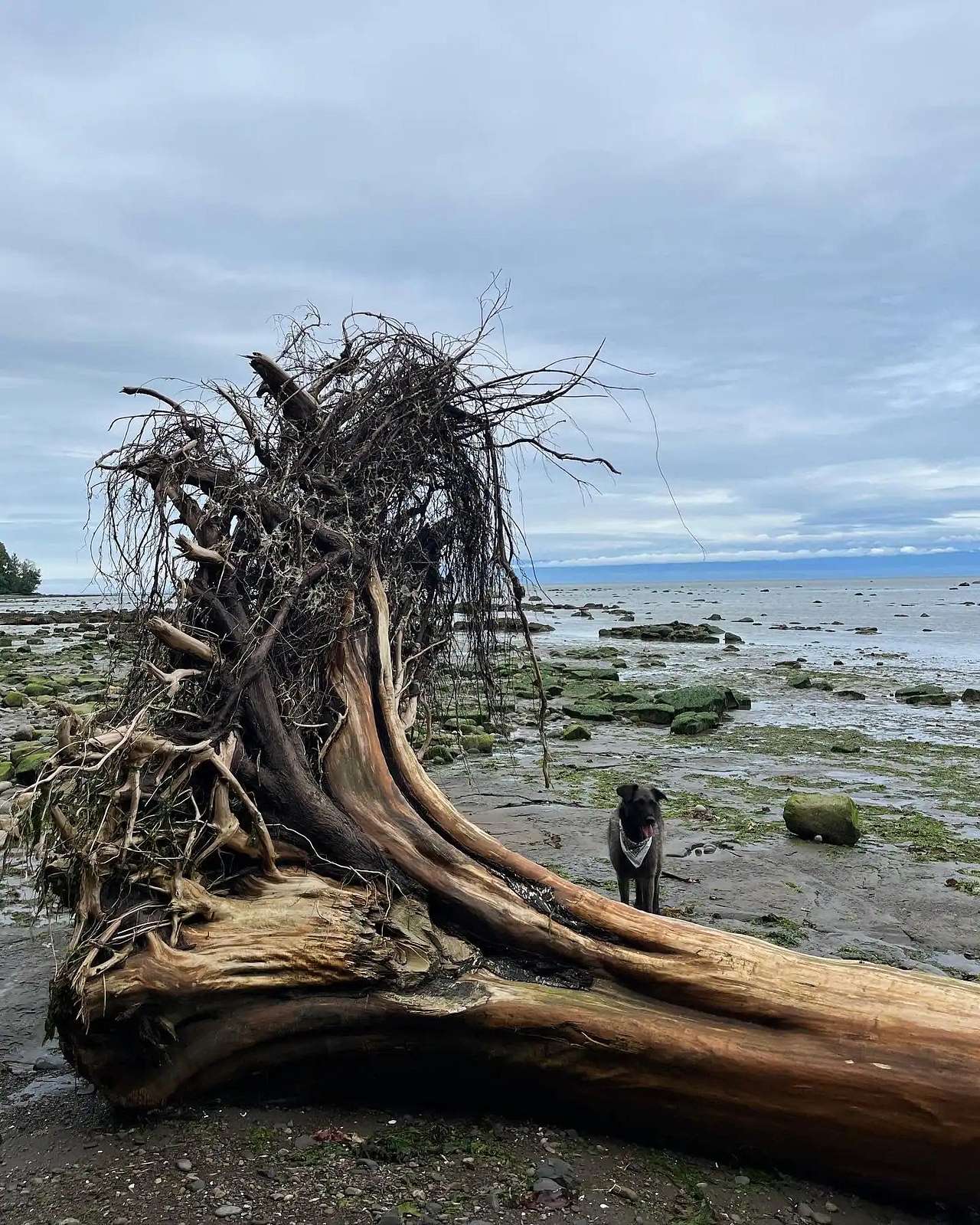 Seaforest Eco-Retreat