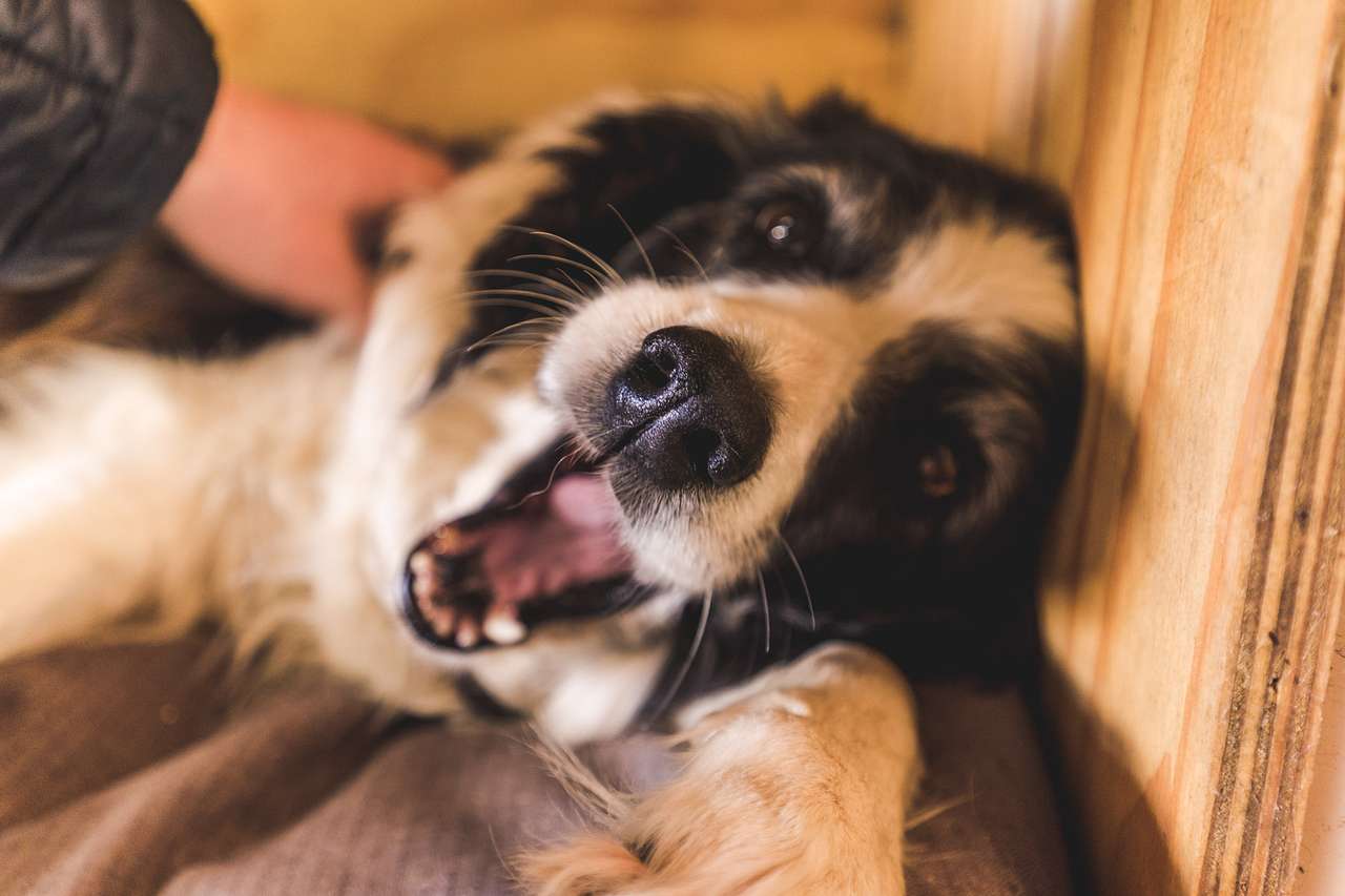 farm dog 
