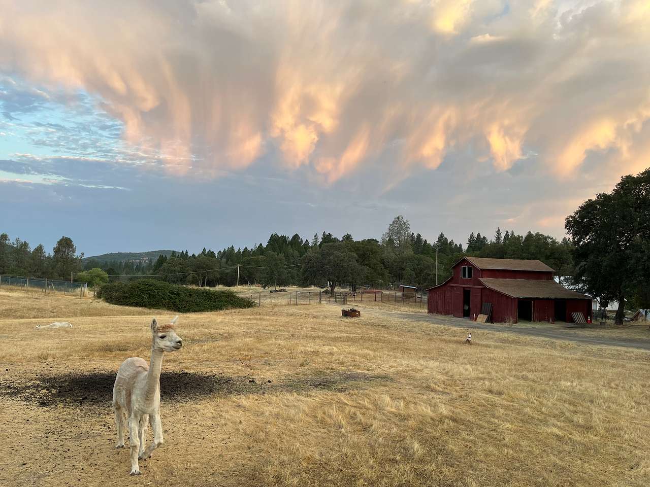 Alpaca at sunrise