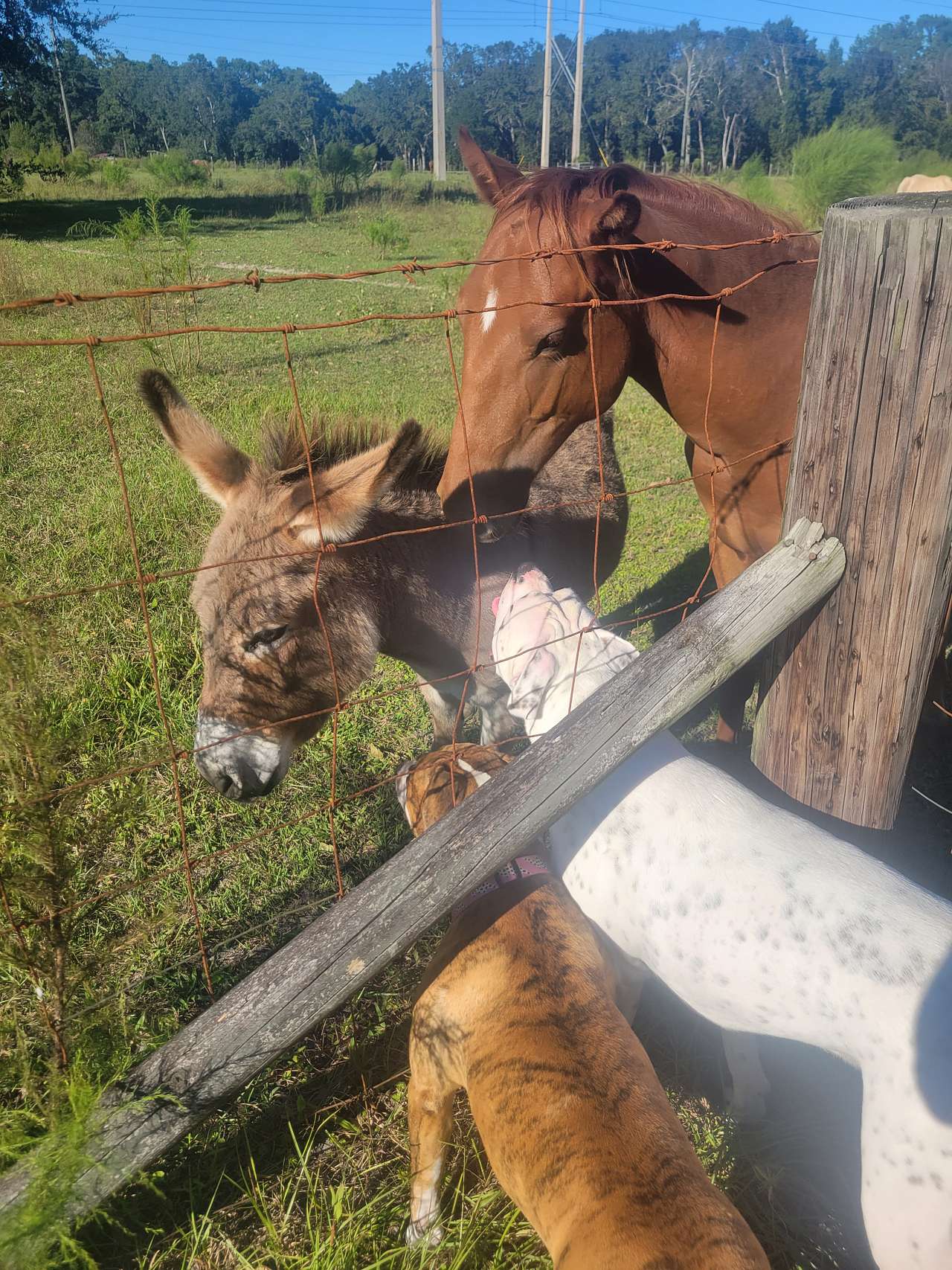 Almost Heaven Acres