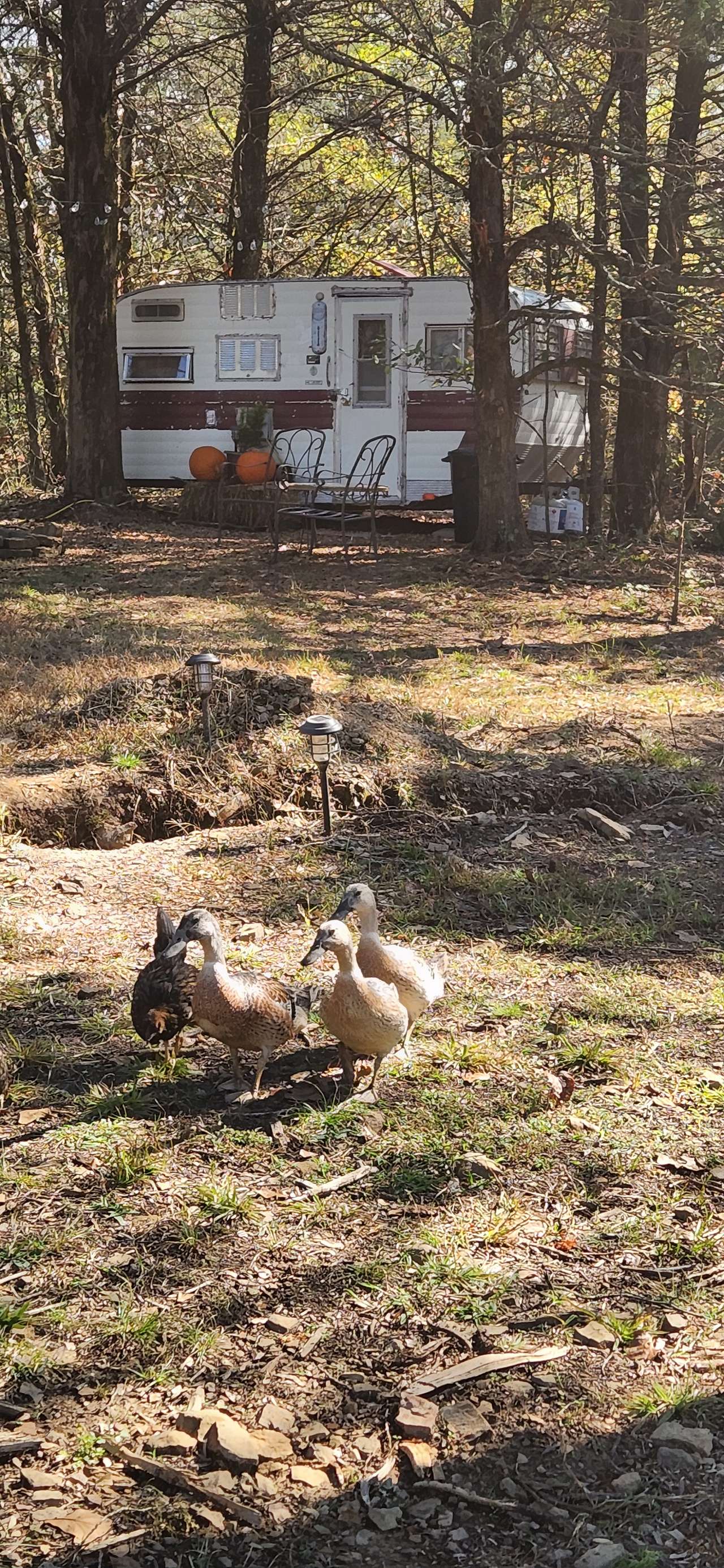 Barnyard Camping Experience