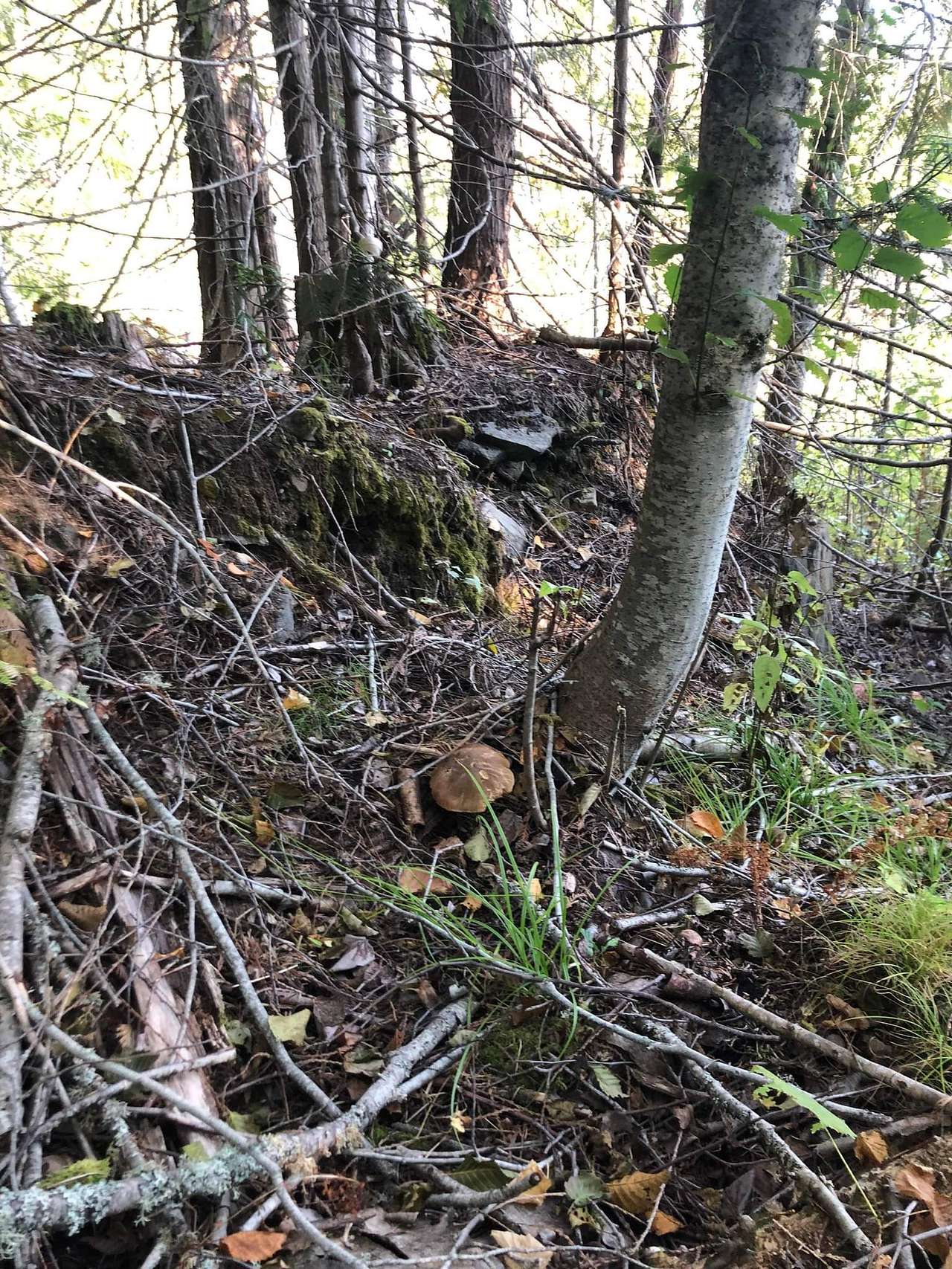 Blackberry Hill