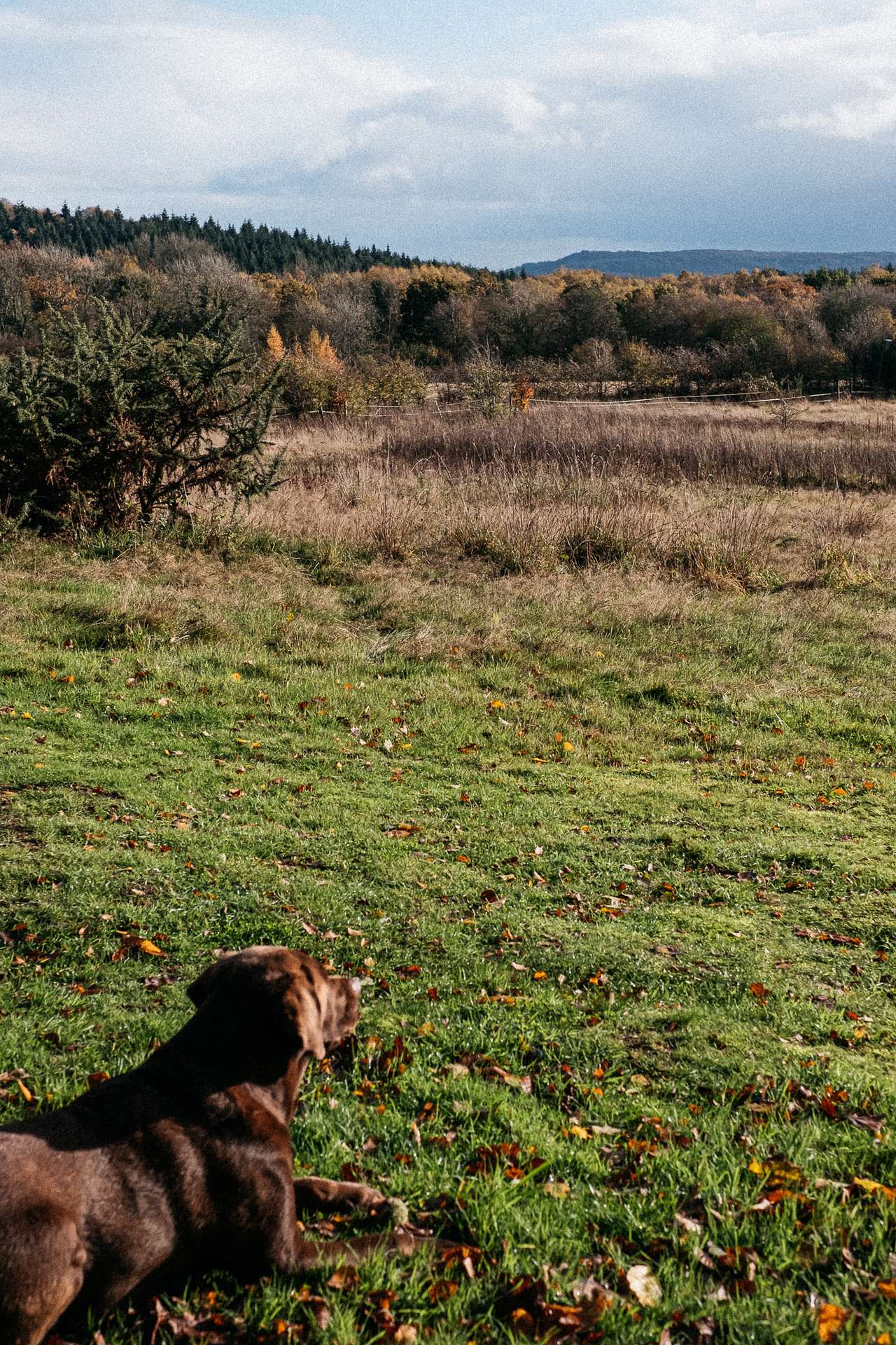 The dog loved it! 