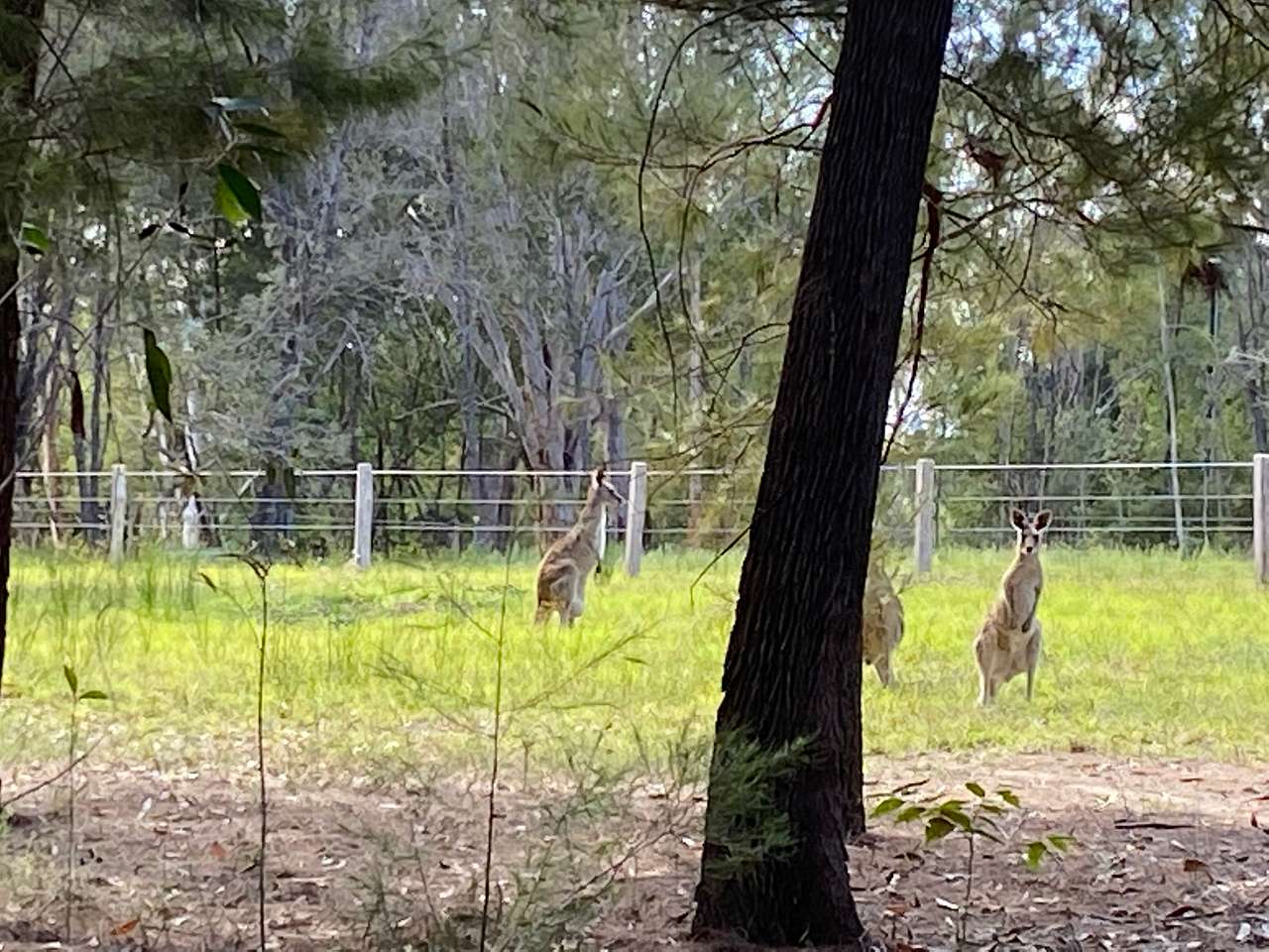 Amaroo Acres
