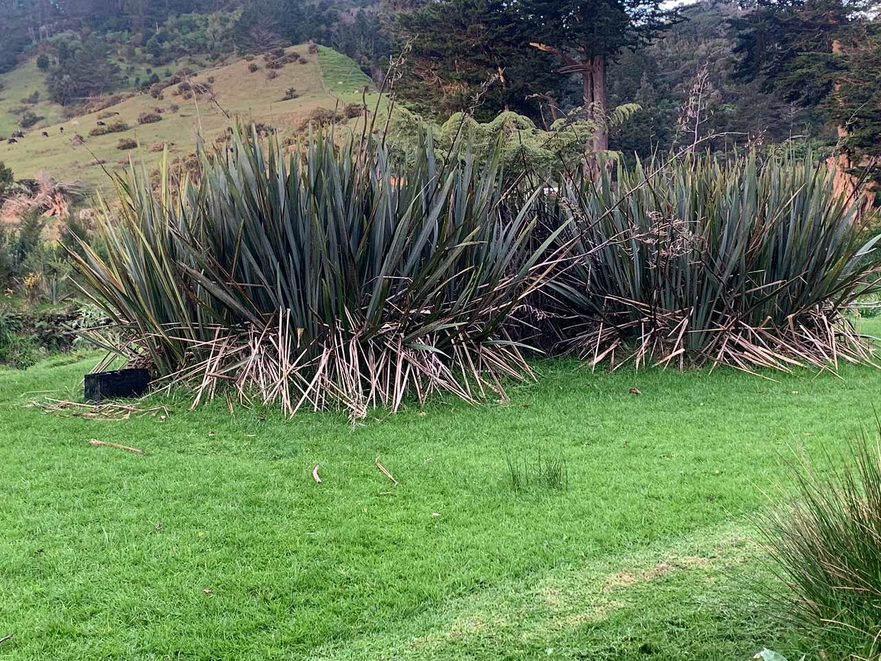 Puhoi cottage tearooms