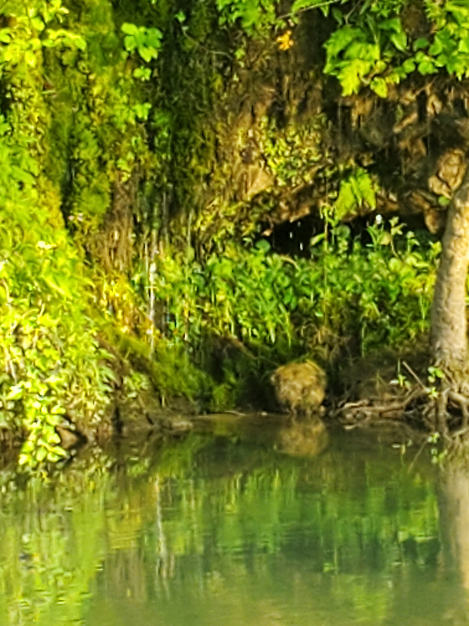 Natural Spring