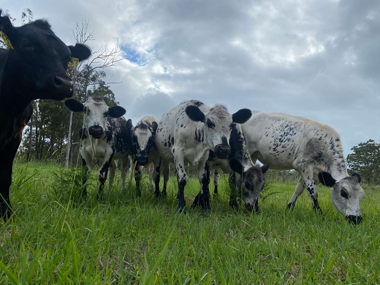 Some of the locals