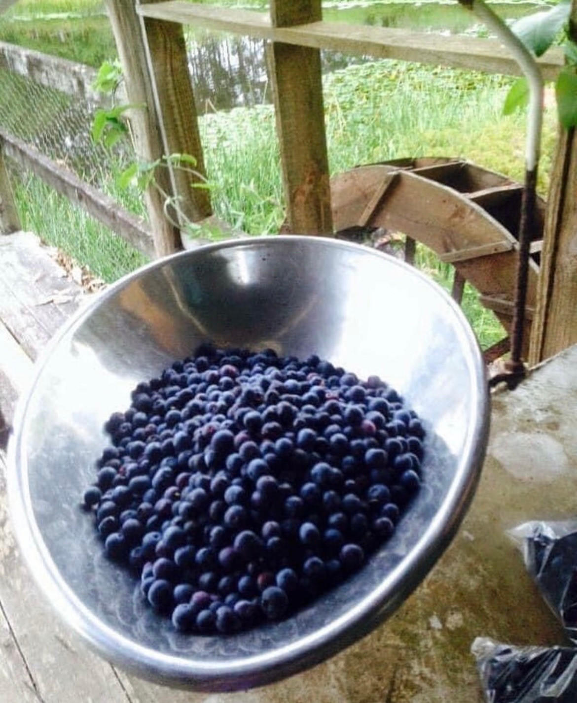 Bucca Valley Blueberries Farmstay
